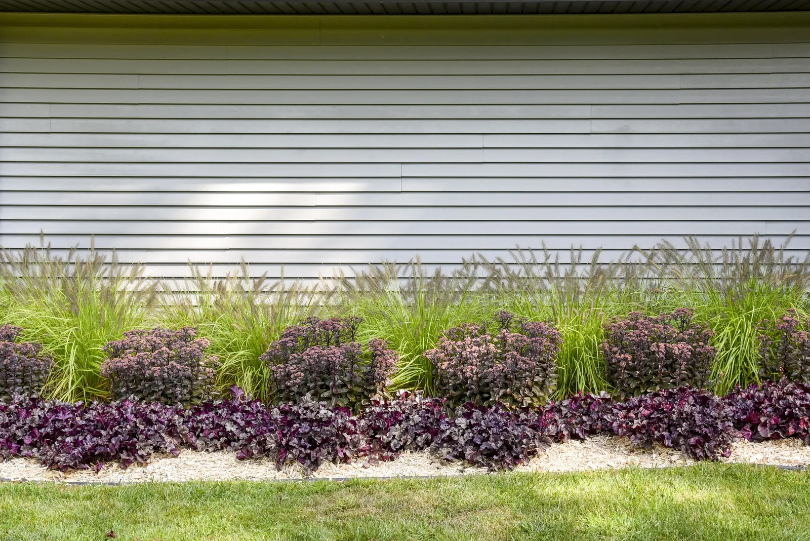 'Wildberry' Coral Bells (Heuchera hybrid) — These purple coral bells are salt tolerant; proven Winners - Dolce® 'Wildberry' - Coral Bells, image 76