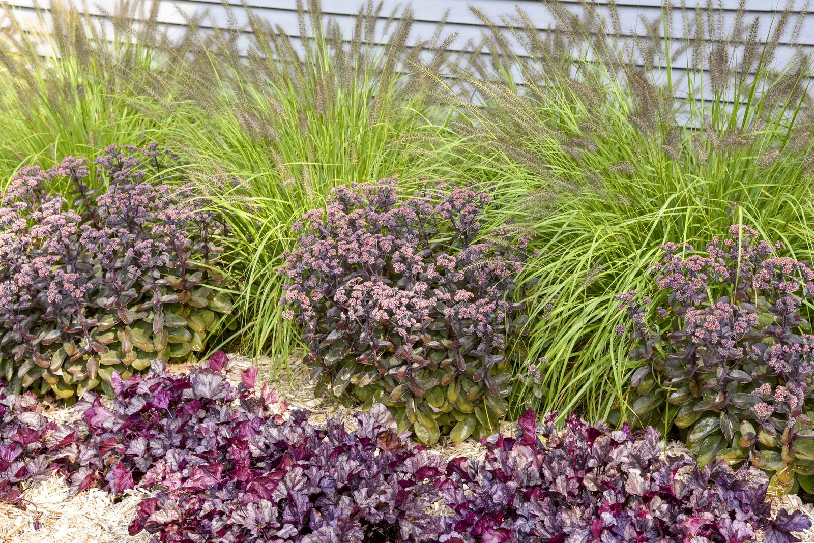 'Lemon Squeeze' Fountain Grass (Pennisetum alopecuroides) — One of the best for vigor that we’ve seen in gold-leafed Pennisetum with absolutely no, image 22