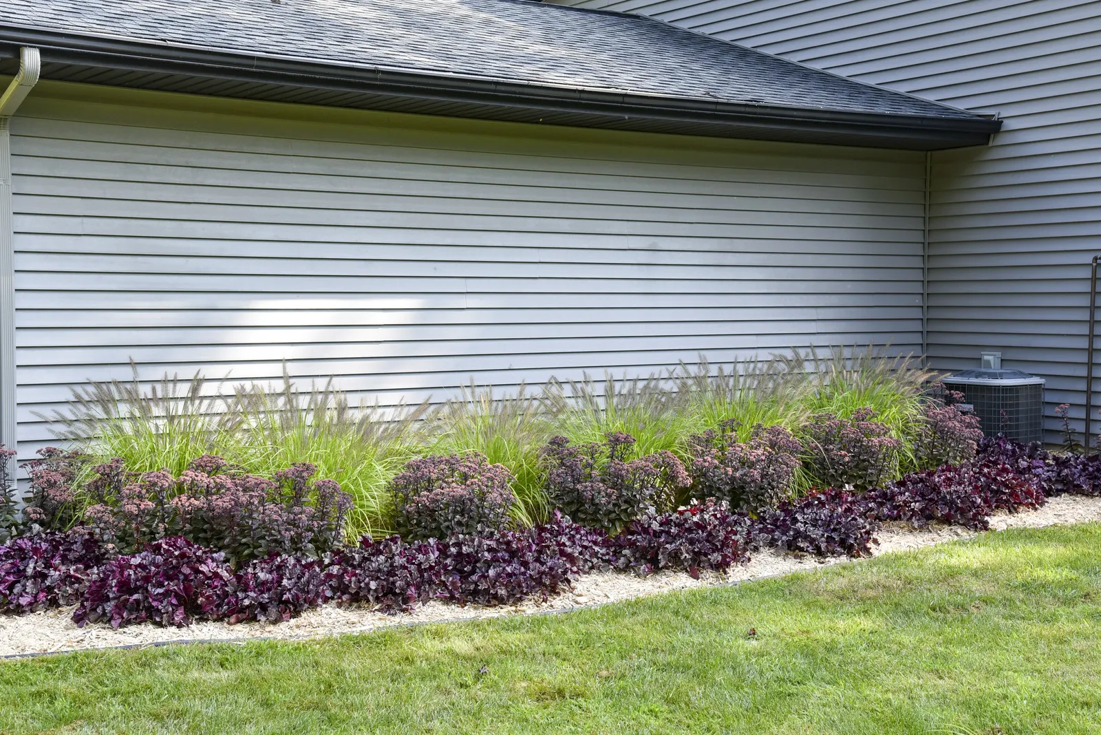 'Lemon Squeeze' Fountain Grass (Pennisetum alopecuroides) — It does not tolerate wet soil; information and resources