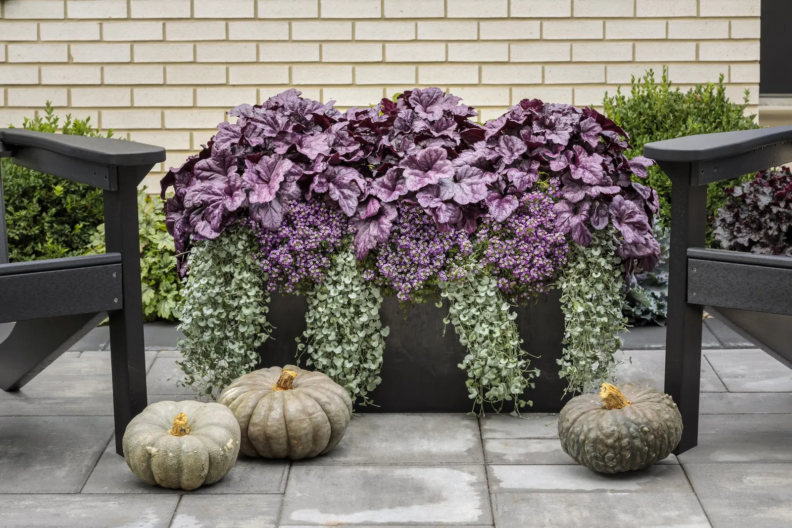 Silver Falls™ Dichondra (Dichondra argentea) — It grows just 2-6 inches tall but spills 18-36 inches, making it a luminous container spiller