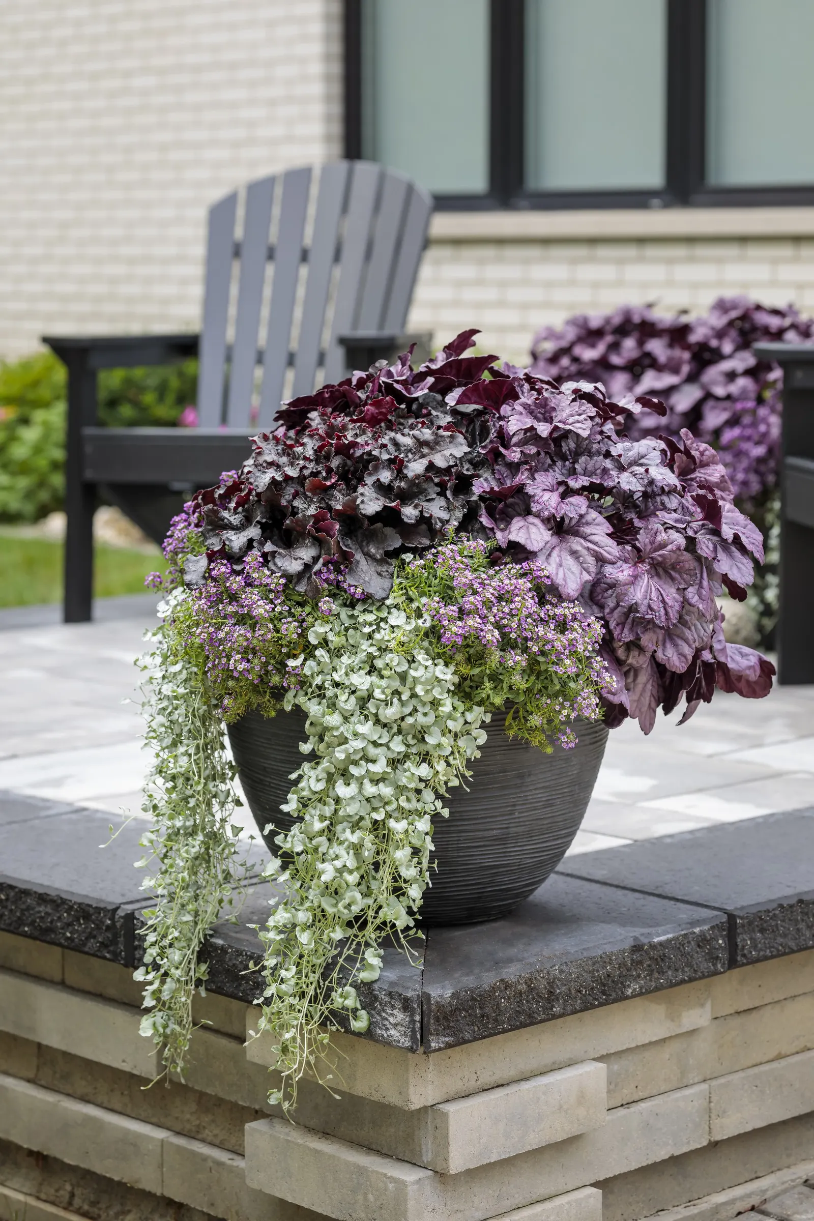 Violet Knight® Sweet Alyssum (Lobularia maritima) — and reviving beautifully as autumn temperatures return