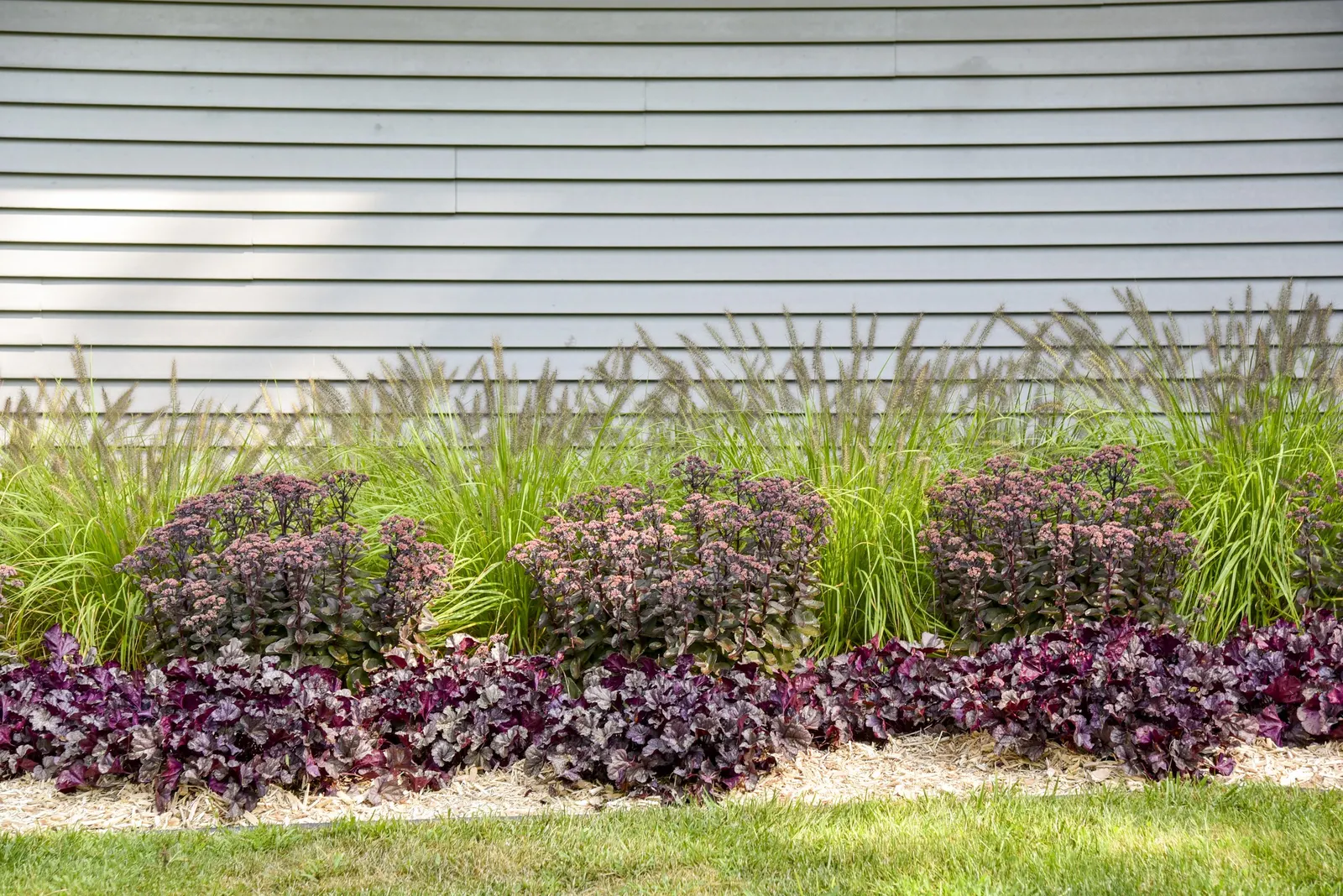 'Lemon Squeeze' Fountain Grass (Pennisetum alopecuroides) — This ornamental grass grows best in rich, image 14