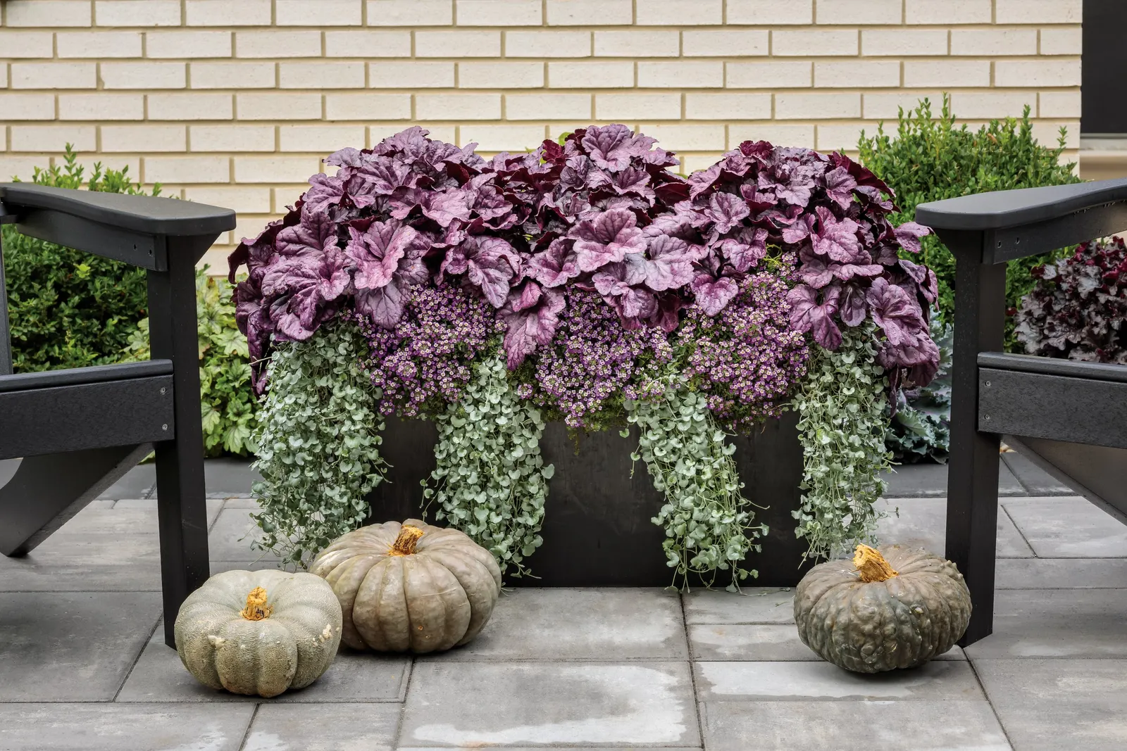 Violet Knight® Sweet Alyssum (Lobularia maritima) — commonly referred to as Violet Knight® Sweet Alyssum