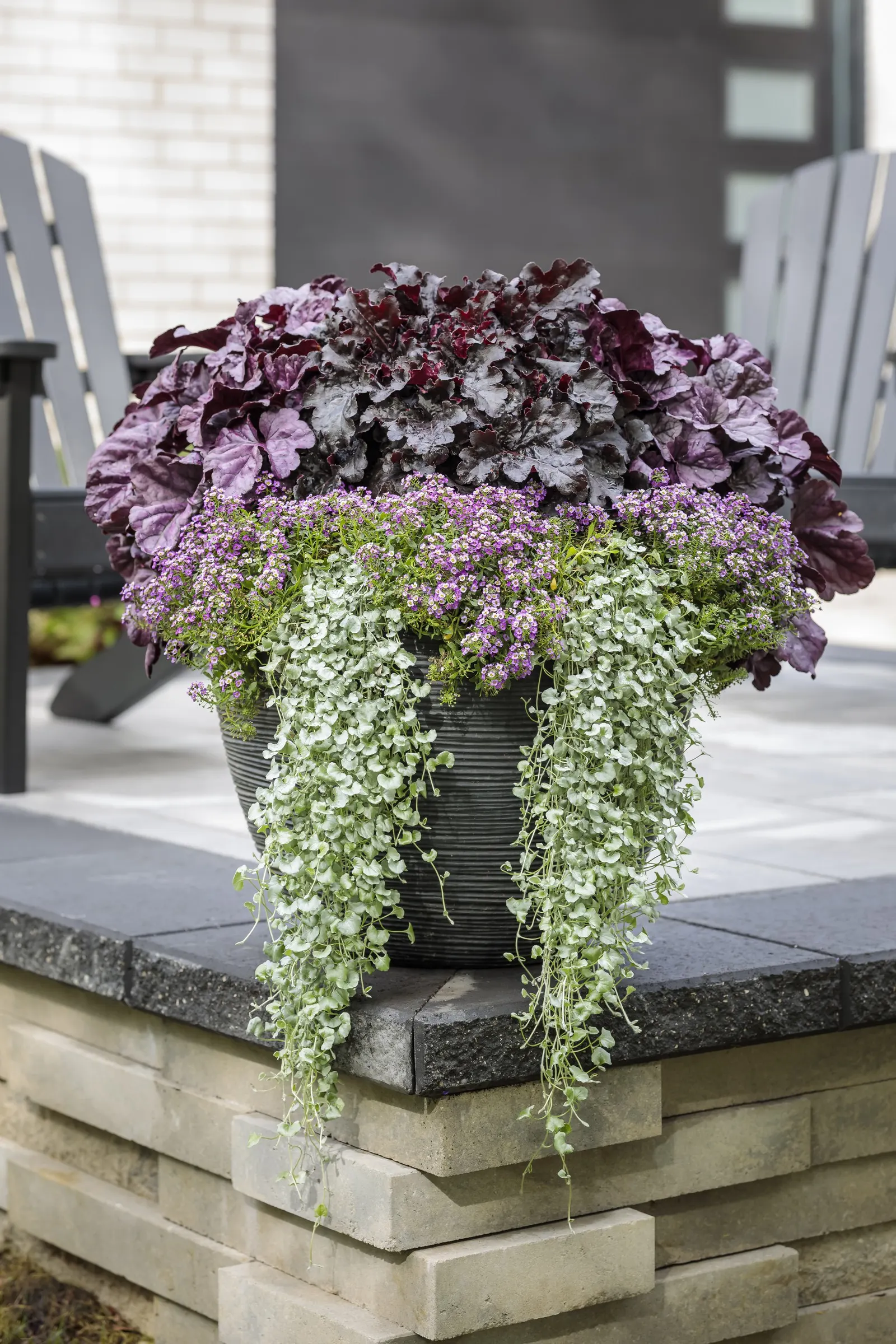 Violet Knight® Sweet Alyssum (Lobularia maritima) — honey-scented veil from planting time until hard frost