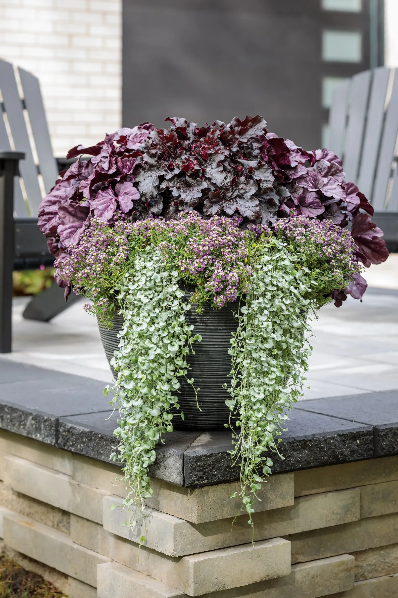 Violet Knight® Sweet Alyssum (Lobularia maritima) — Though grown as an annual in most climates, it is perennial in USDA Zones 9a through 11b