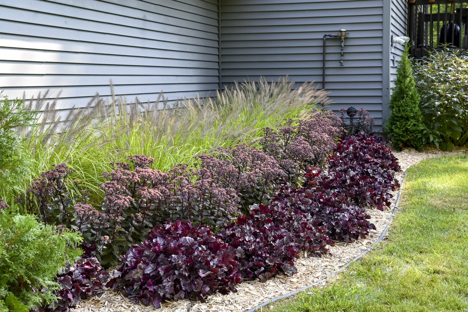 'Lemon Squeeze' Fountain Grass (Pennisetum alopecuroides) — well-drained soil and full sun; ‘Lemon Squeeze’ behaves like other Fountain Grass but, image 24