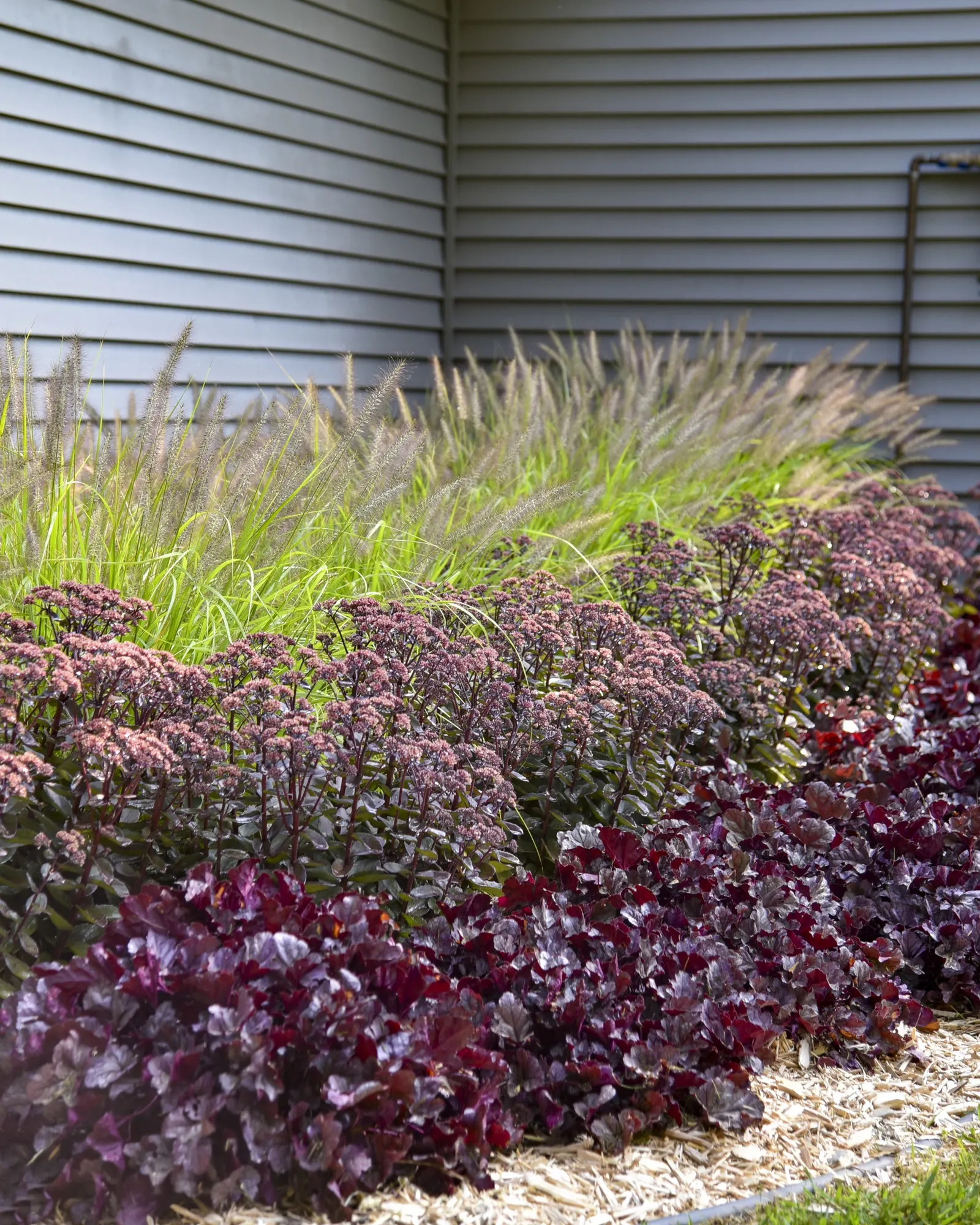 'Wildberry' Coral Bells (Heuchera hybrid) — Trim back tattered foliage of this cold hardy heuchera in early spring; charcoal veins accent the, image 64