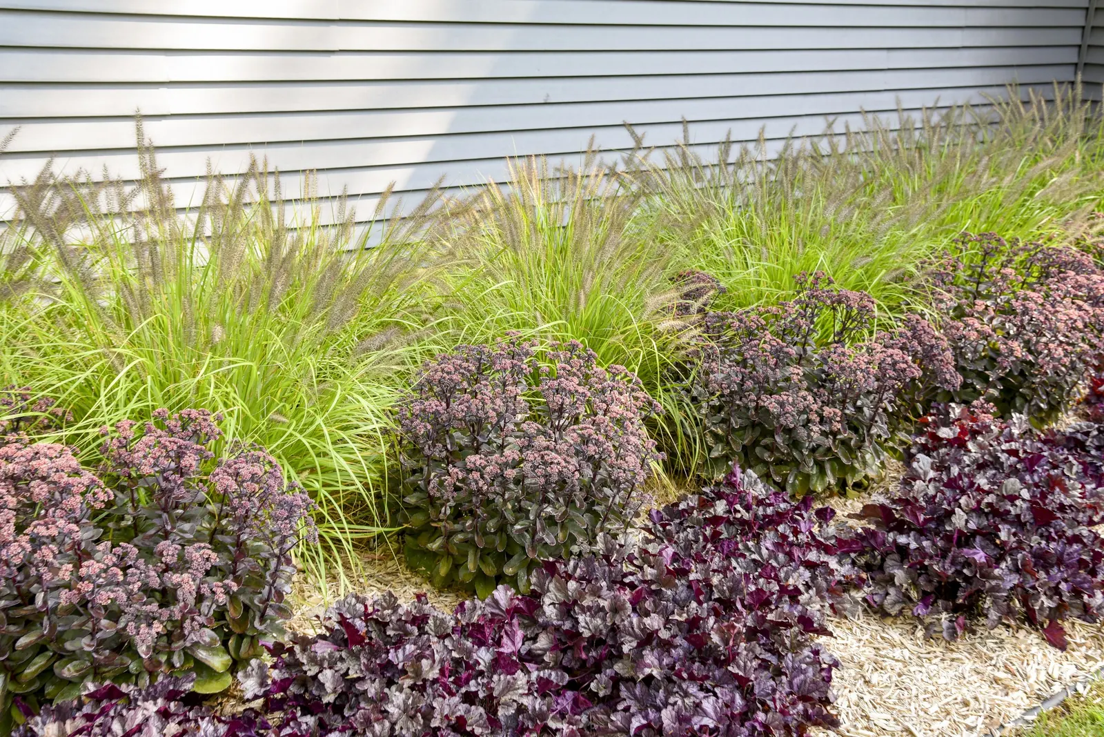 'Lemon Squeeze' Fountain Grass (Pennisetum alopecuroides) — It does not tolerate wet soil; information and resources, image 34