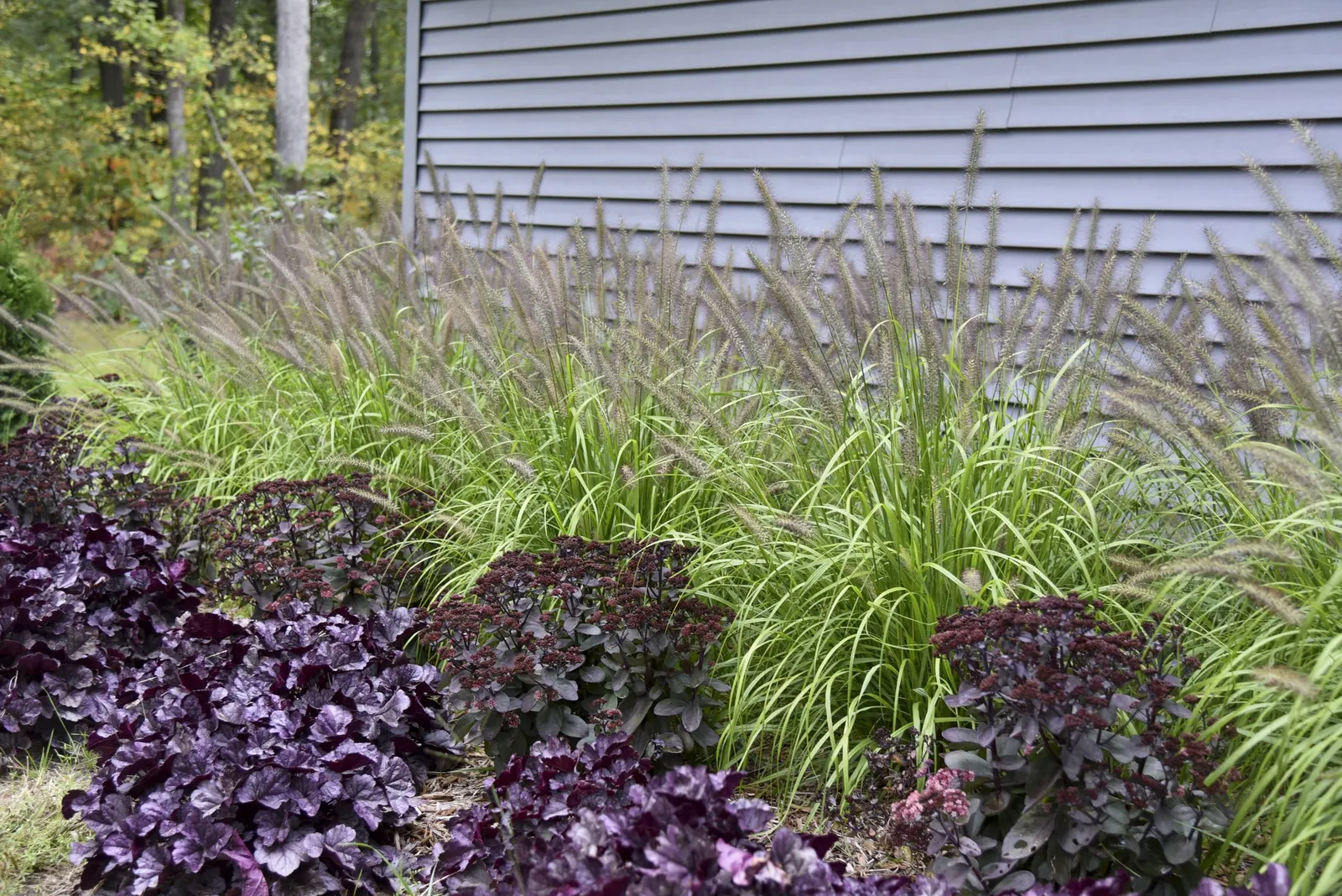'Wildberry' Coral Bells (Heuchera hybrid) — These purple coral bells are salt tolerant; proven Winners - Dolce® 'Wildberry' - Coral Bells, image 65