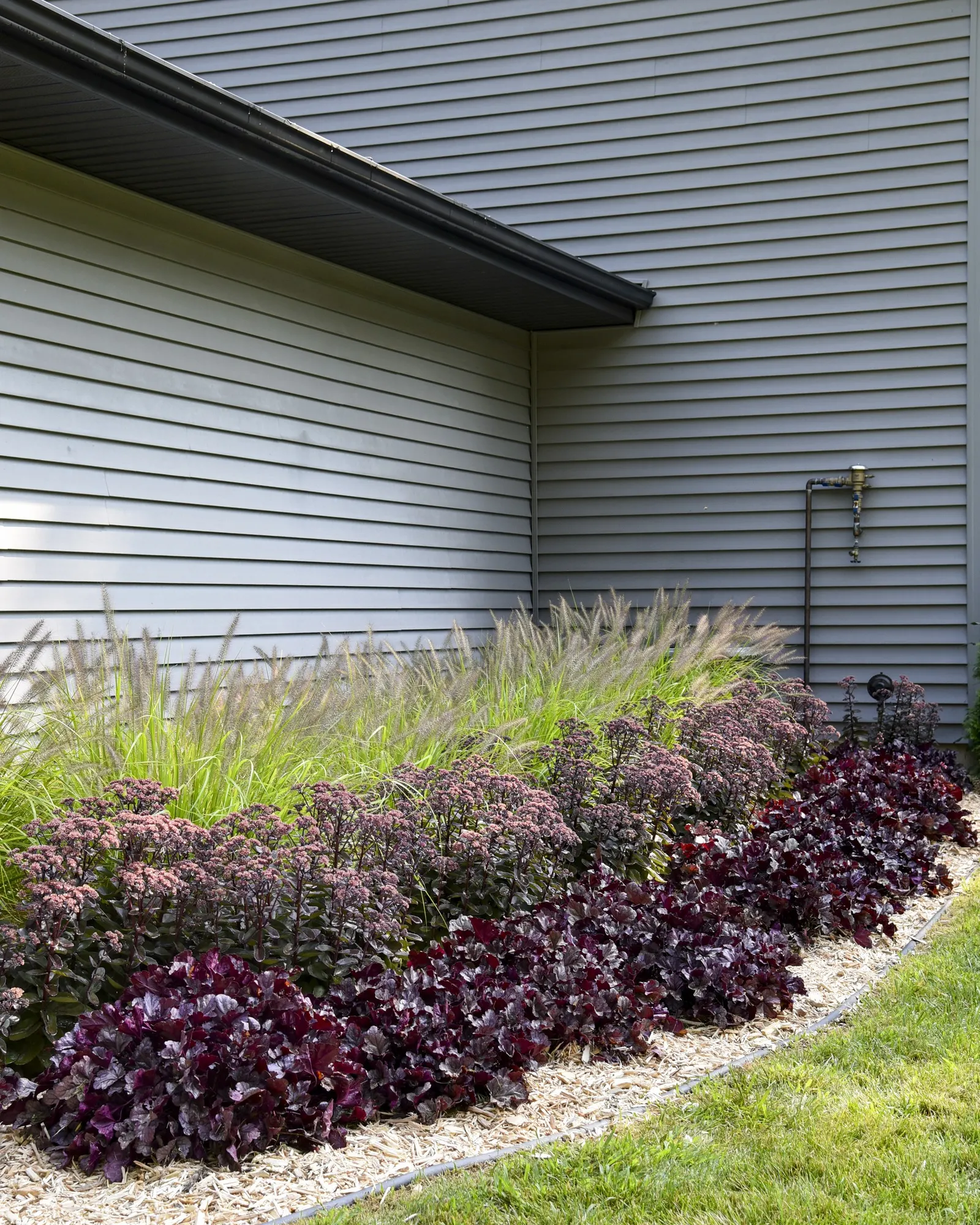 'Lemon Squeeze' Fountain Grass (Pennisetum alopecuroides) — information and resources; one of the best for vigor that we’ve seen in gold-leafed, image 19