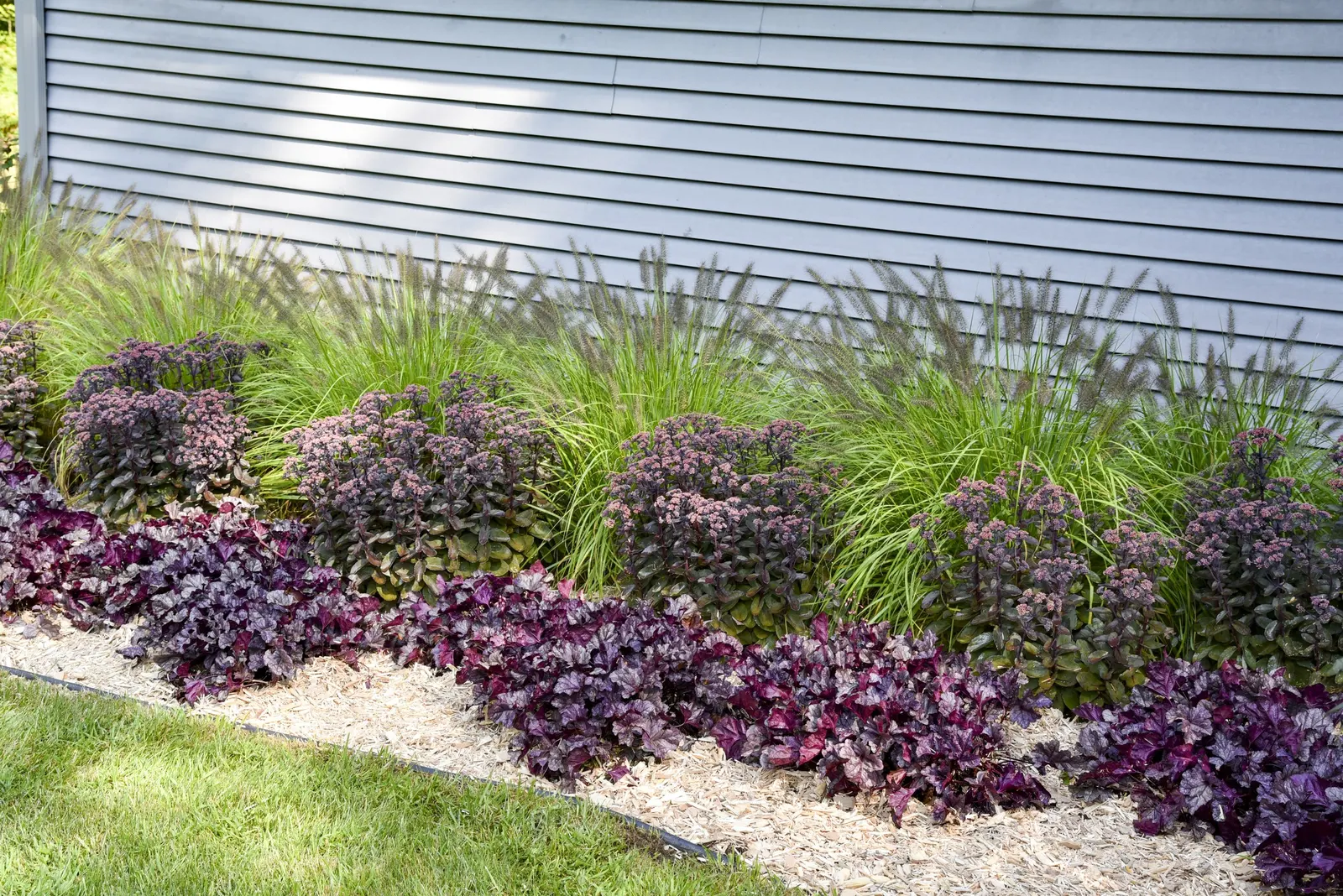 'Wildberry' Coral Bells (Heuchera hybrid) — Trim back tattered foliage of this cold hardy heuchera in early spring; charcoal veins accent the, image 75