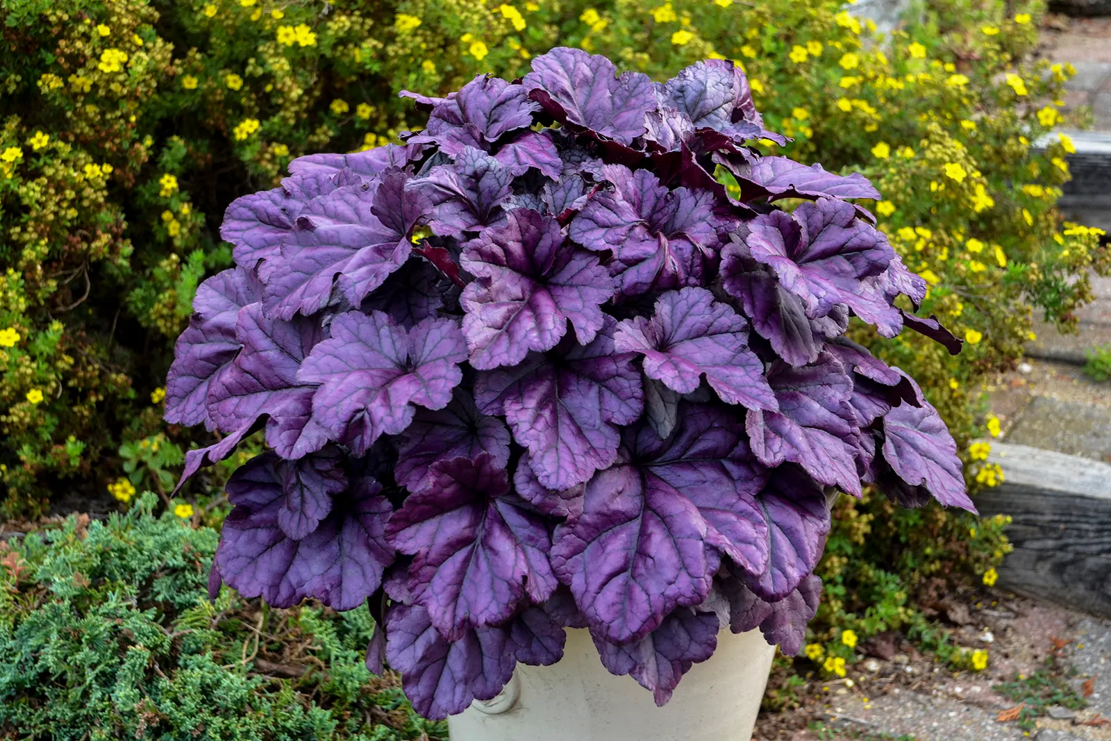 'Wildberry' Coral Bells (Heuchera hybrid) — Plant in humus-rich, well-drained soil