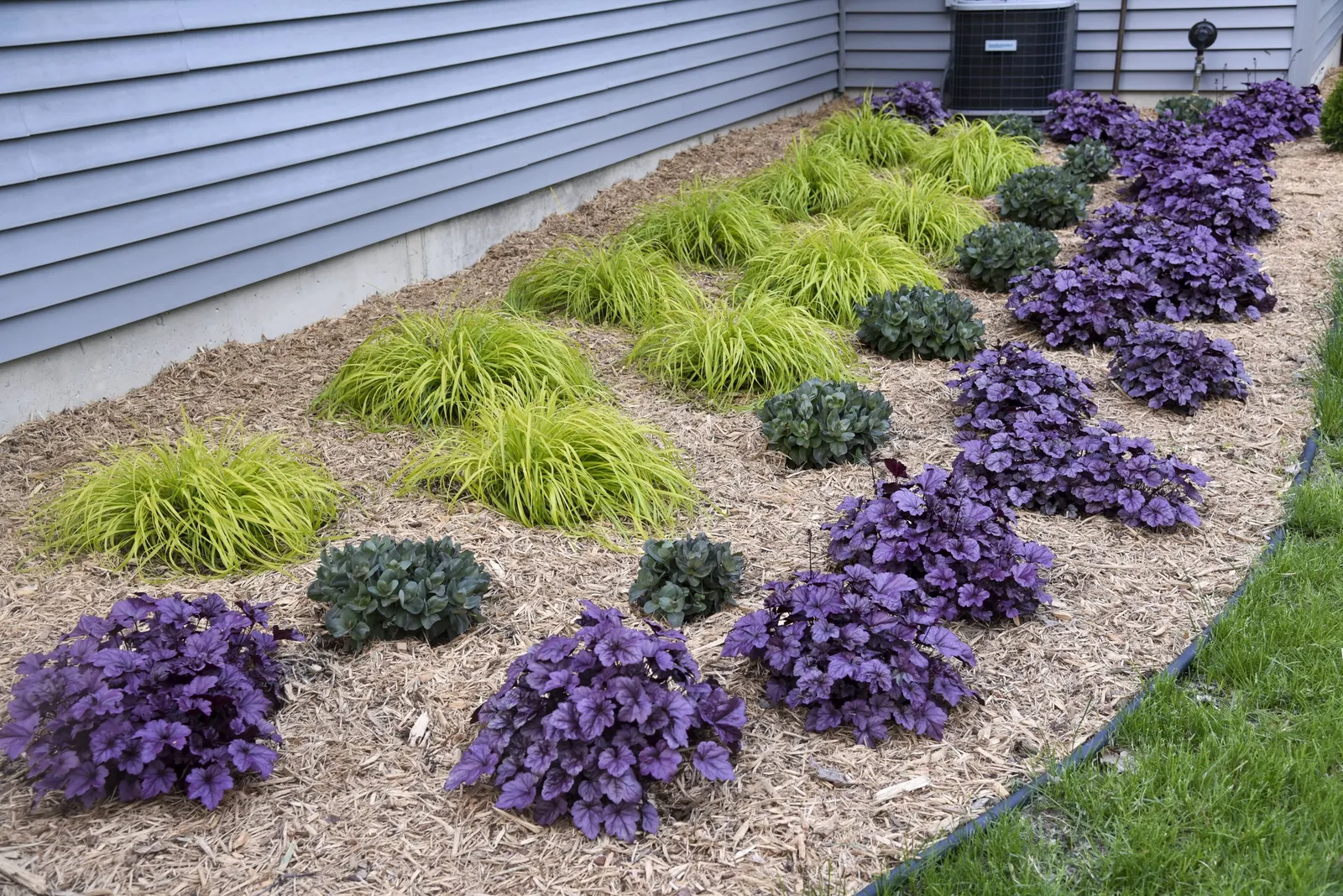 'Back in Black' Stonecrop (Sedum hybrid) — polished presence through summer