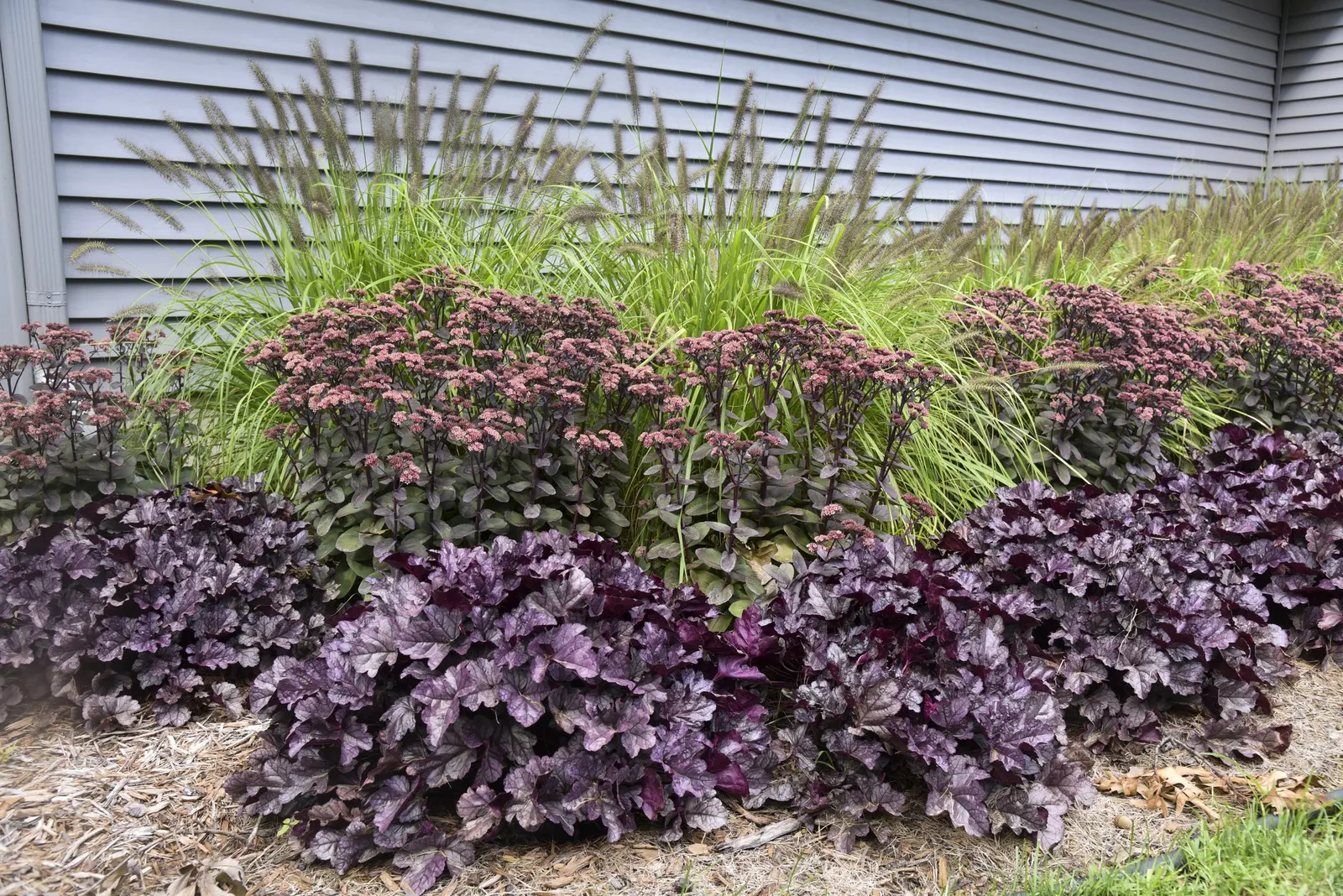 'Back in Black' Stonecrop (Sedum hybrid) — reading from a distance as soft pink