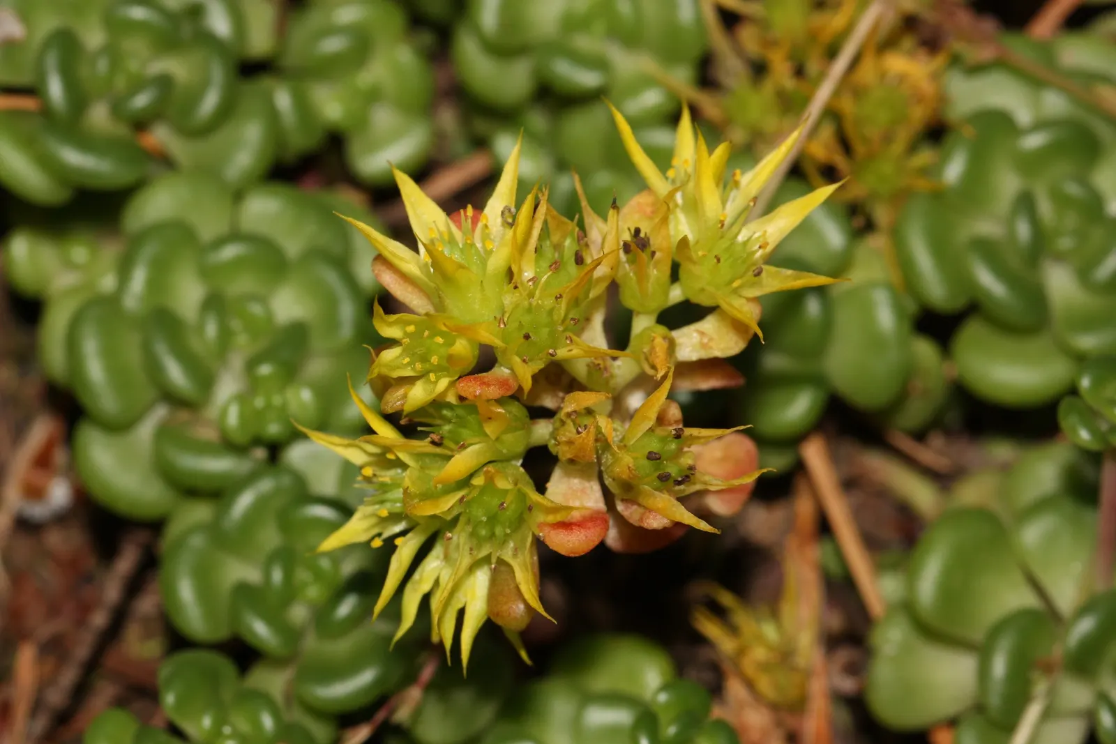 Spathe Leaved Sedum (Sedum Spathulifolium) — sunny yellow flowers on tall stems that rise above the foliage
