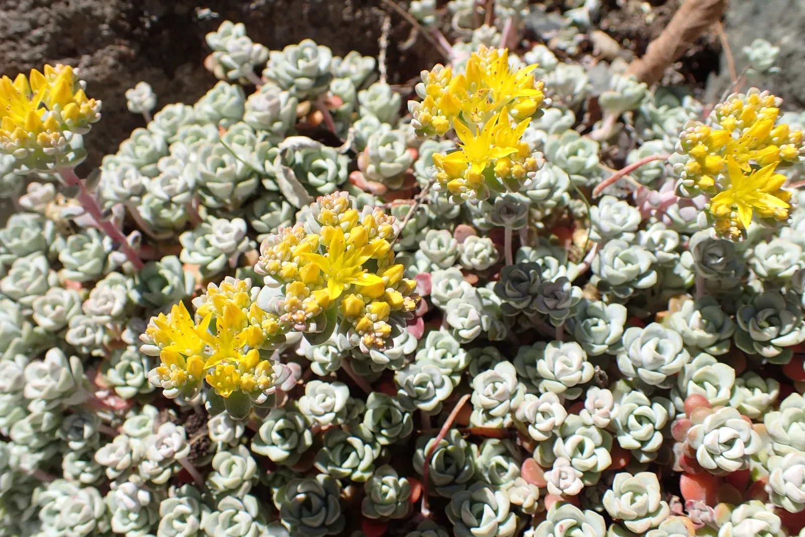 Spathe Leaved Sedum (Sedum Spathulifolium) — It boasts starry yellow blooms in early summer