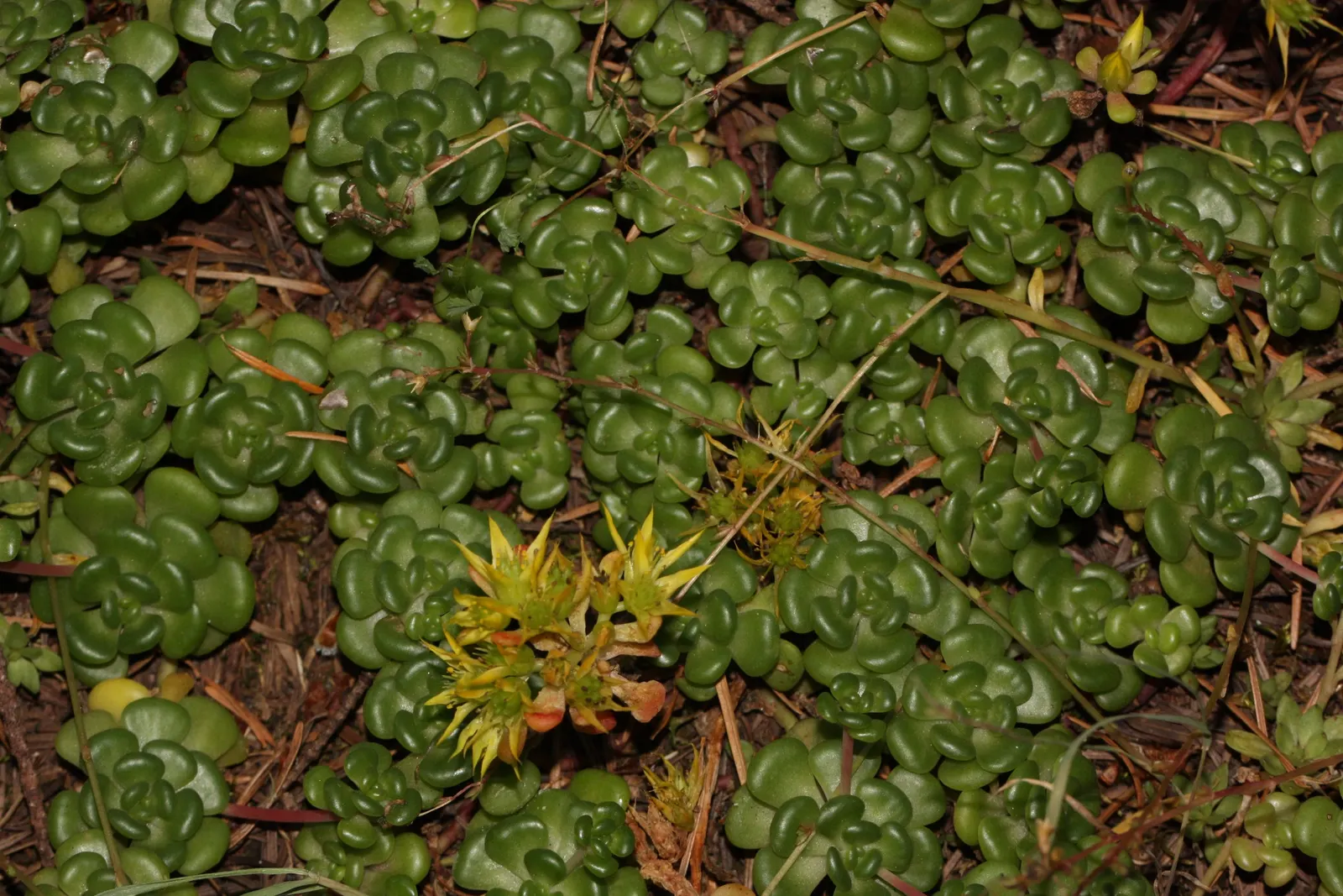 Spathe Leaved Sedum (Sedum Spathulifolium) — low-profile layer in the garden