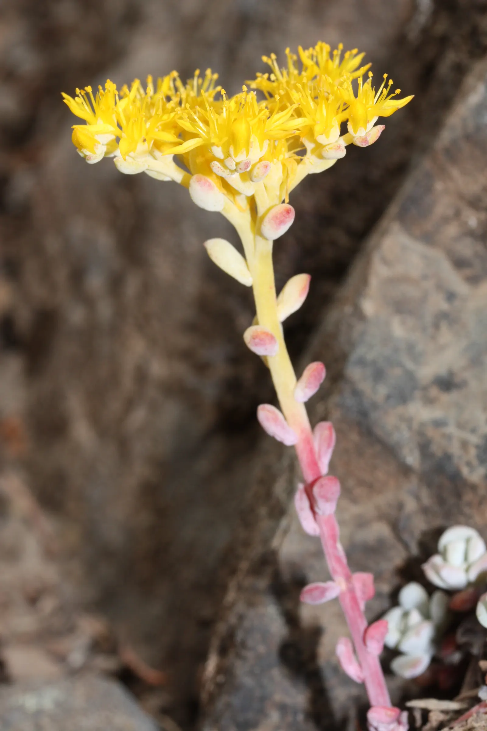 Spathe Leaved Sedum (Sedum Spathulifolium) — thriving in USDA hardiness zones 5 through 9 and favoring full sun to partial shade exposure
