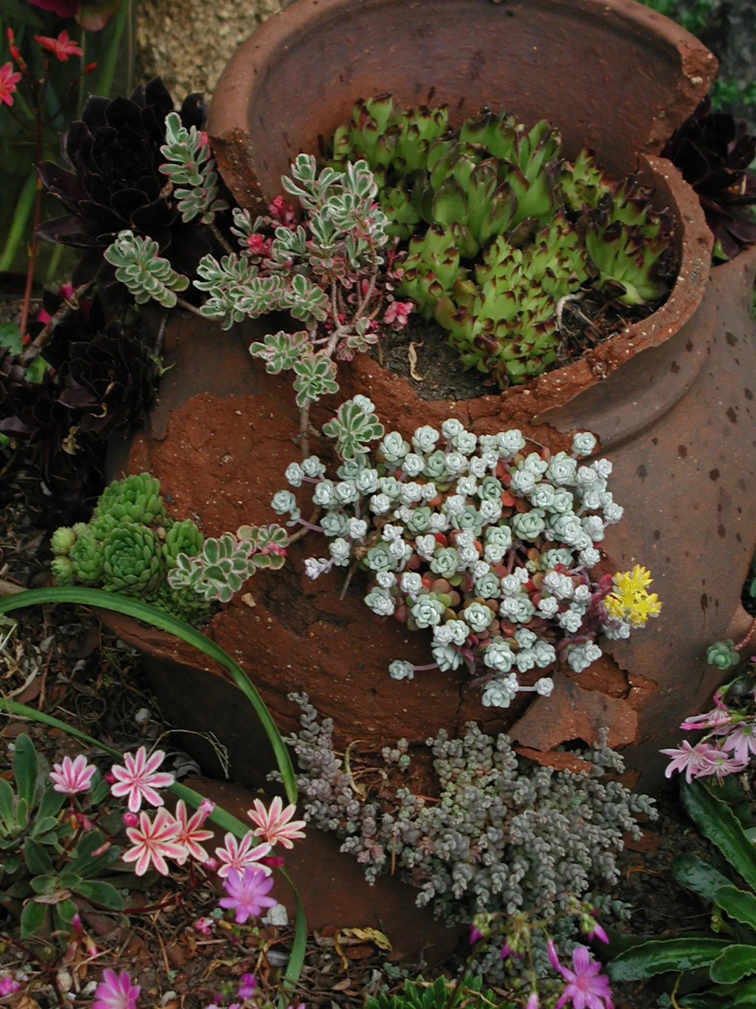 Spathe Leaved Sedum (Sedum Spathulifolium) — ground cover / succulent with yellow blooms