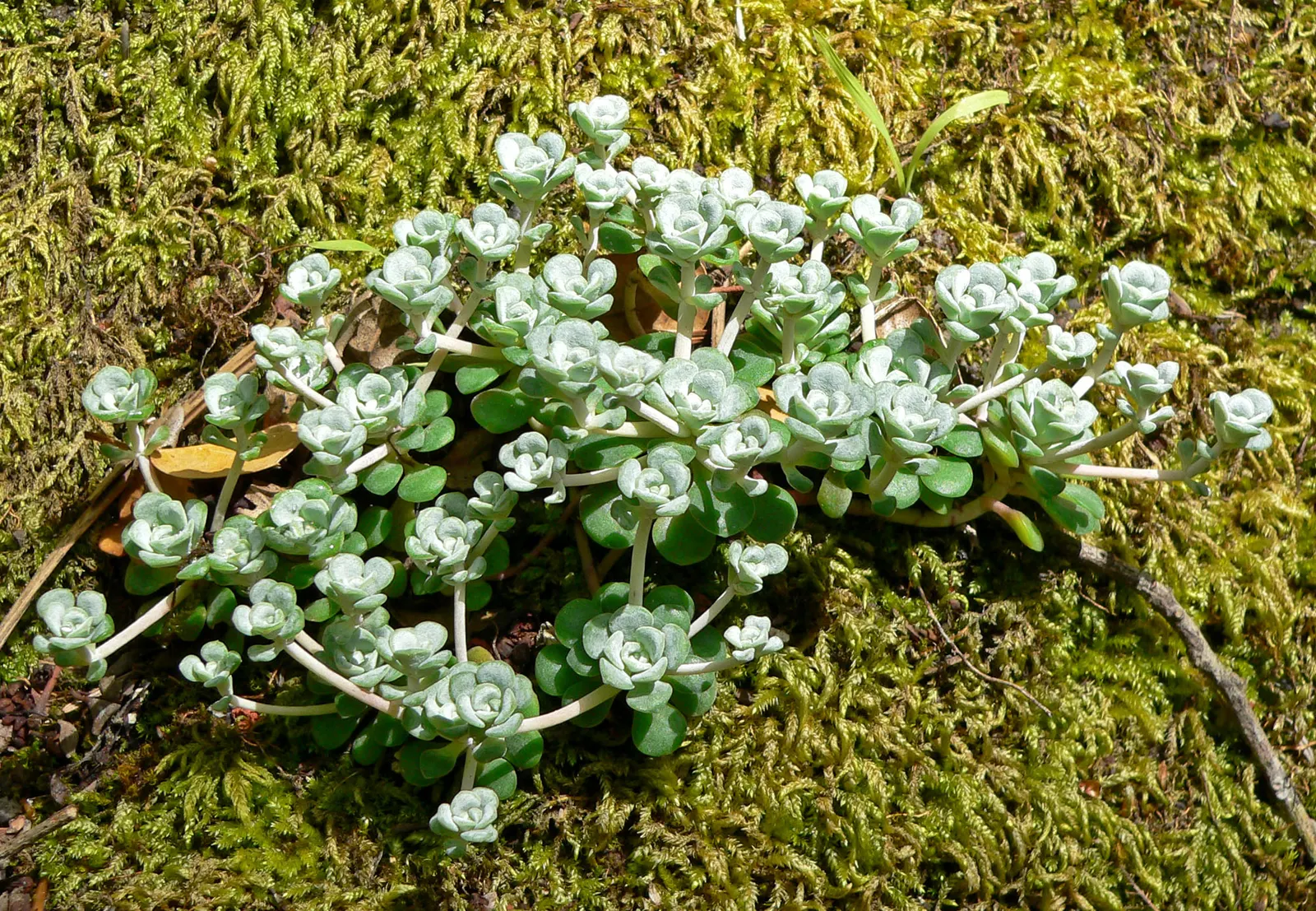 Spathe Leaved Sedum (Sedum Spathulifolium) — commonly called Spathe Leaved Sedum; it boasts starry yellow blooms in early summer