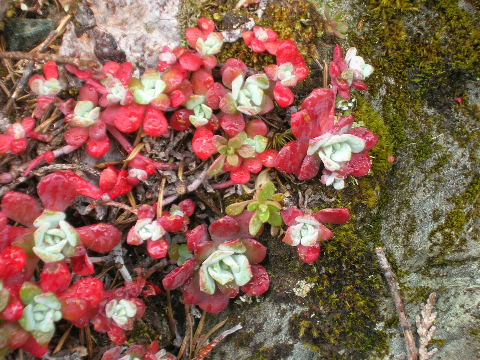 Spathe Leaved Sedum (Sedum Spathulifolium) — <br><br>With a height of 3 to 6 inches and a spread of 6 to 18 inches