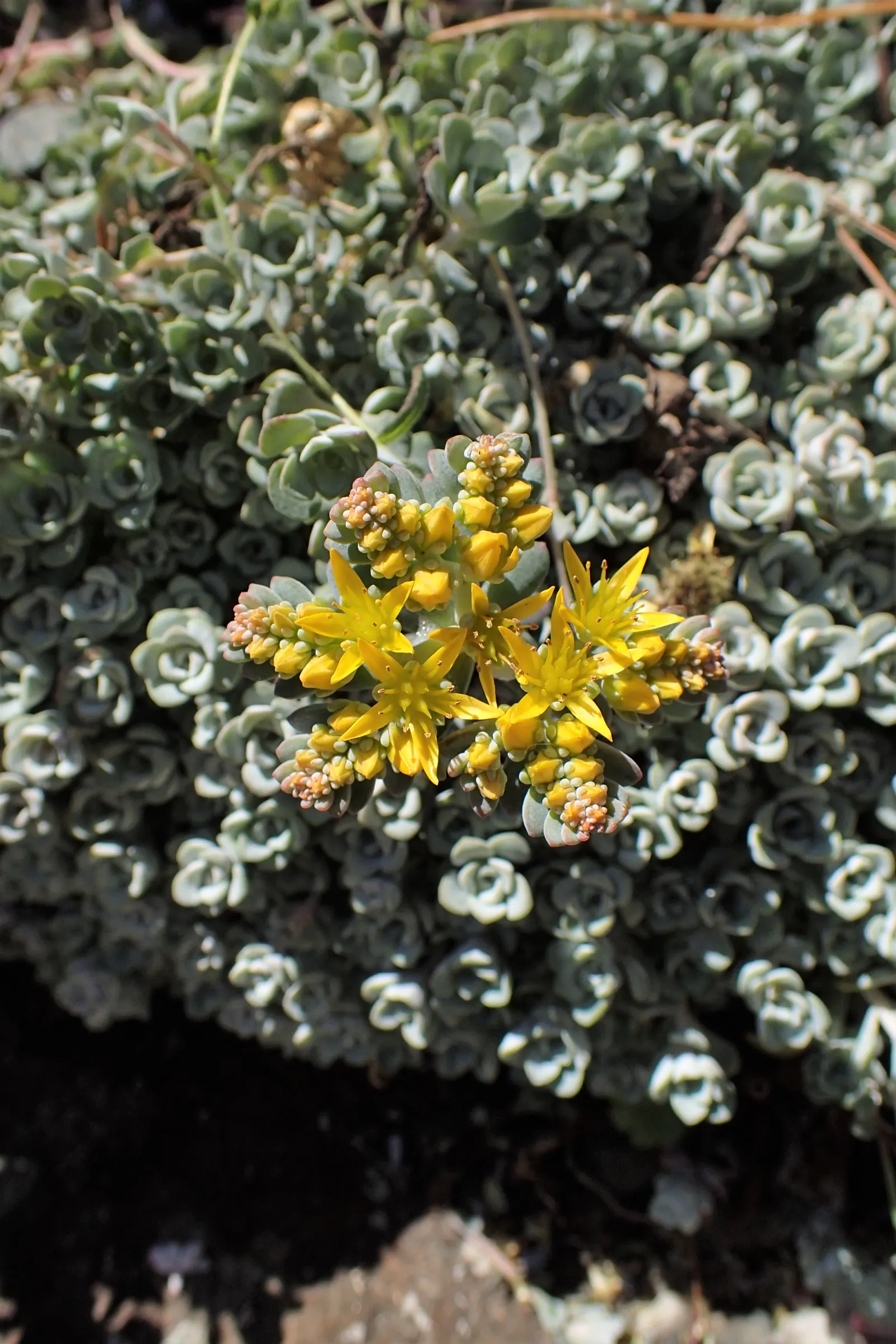 Spathe Leaved Sedum (Sedum Spathulifolium) — When explaining the Spathe Leaved Sedum to the client