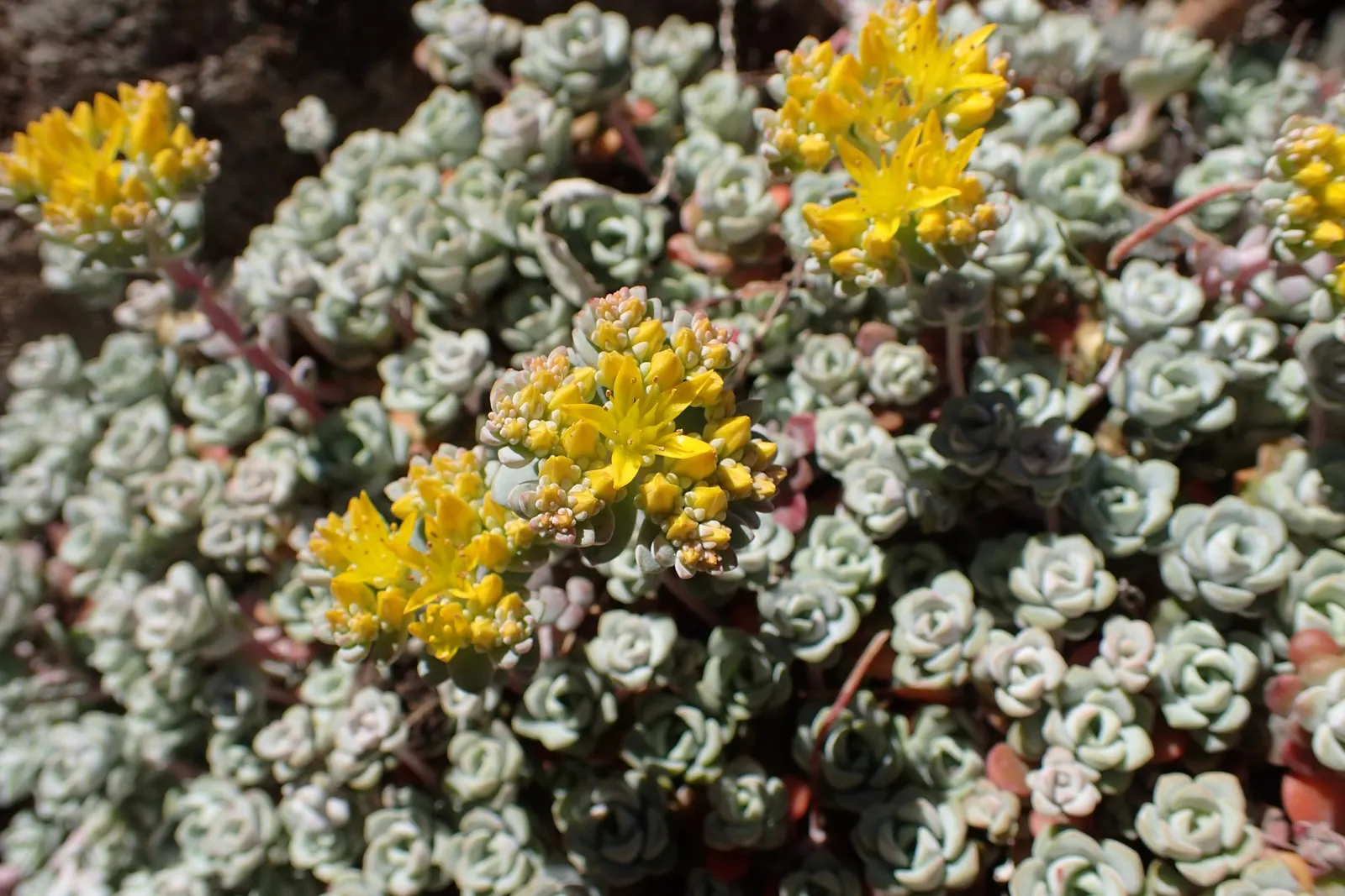 Spathe Leaved Sedum (Sedum Spathulifolium) — When late spring to early summer arrives
