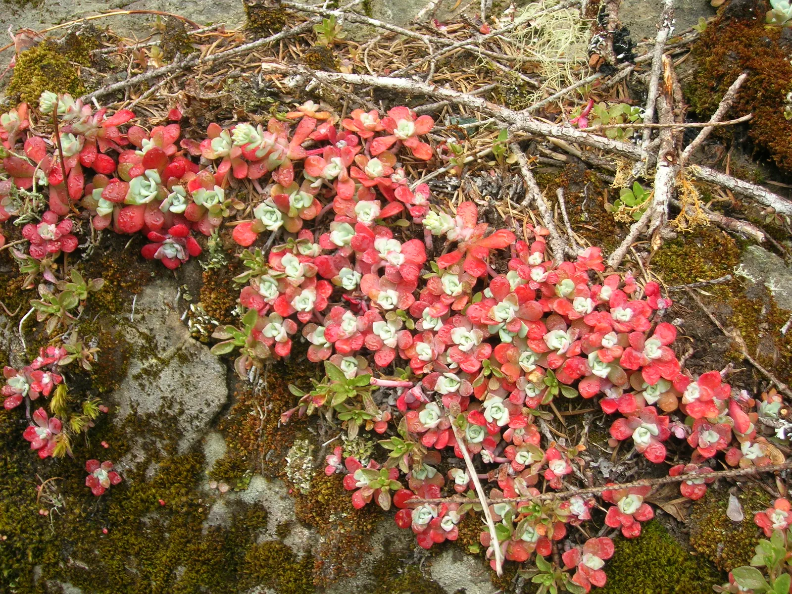 Spathe Leaved Sedum (Sedum Spathulifolium) — commonly referred to as the Spathe Leaved Sedum or Broadleaf Stonecrop