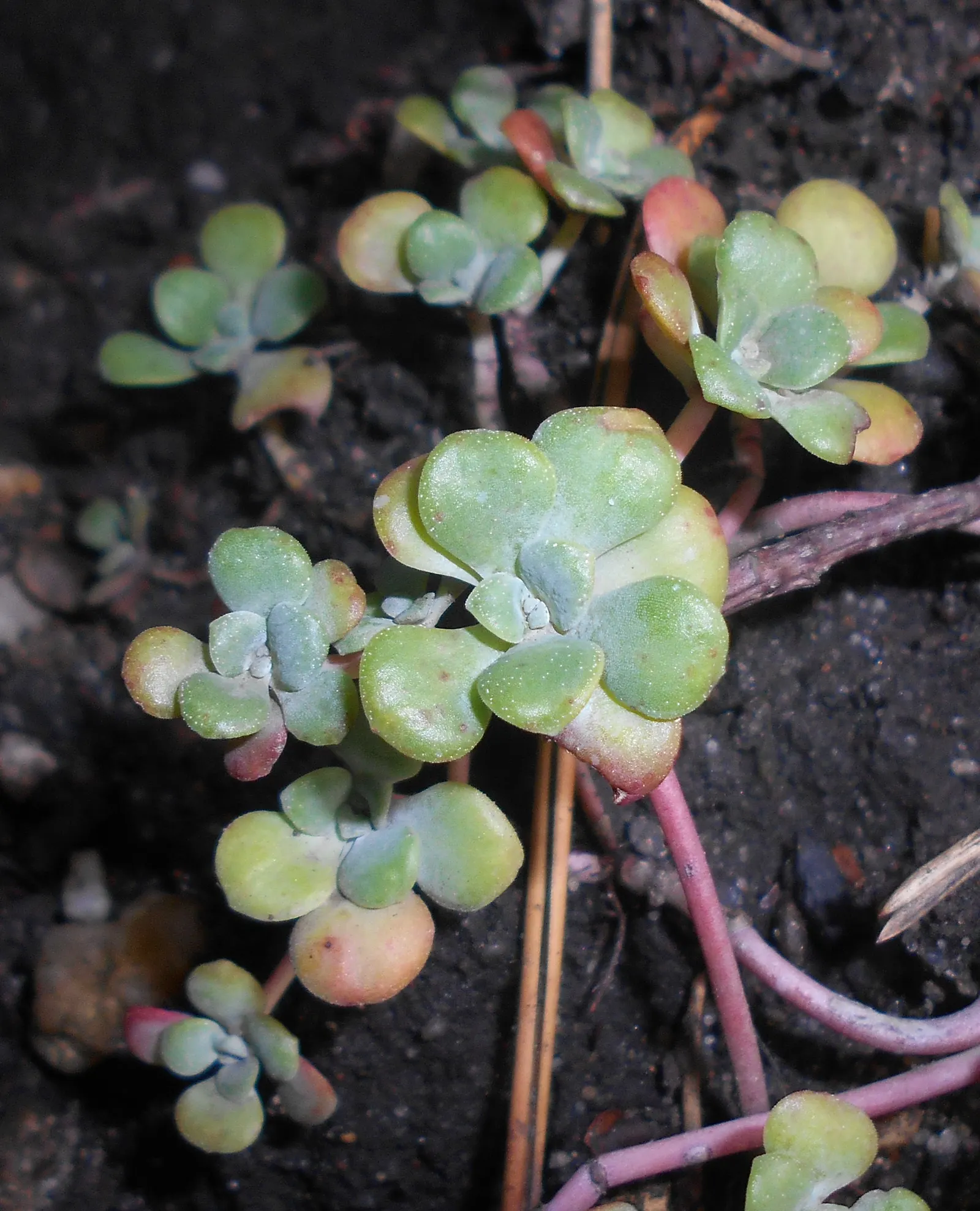 Spathe Leaved Sedum (Sedum Spathulifolium) — is a captivating succulent that brings both texture and low-water elegance to a garden landscape; and ability to
