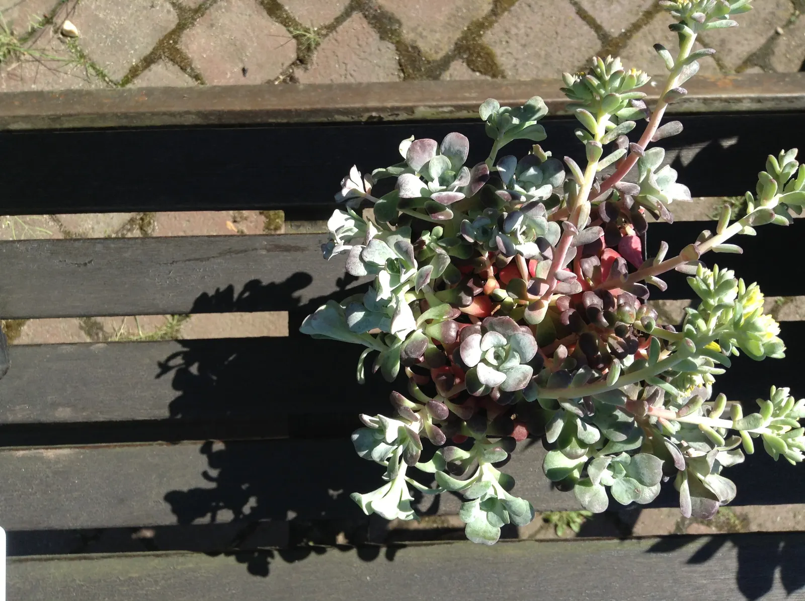 Spathe Leaved Sedum (Sedum Spathulifolium) — attracting pollinators such as butterflies and bees.<br><br>Care for this plant is minimal