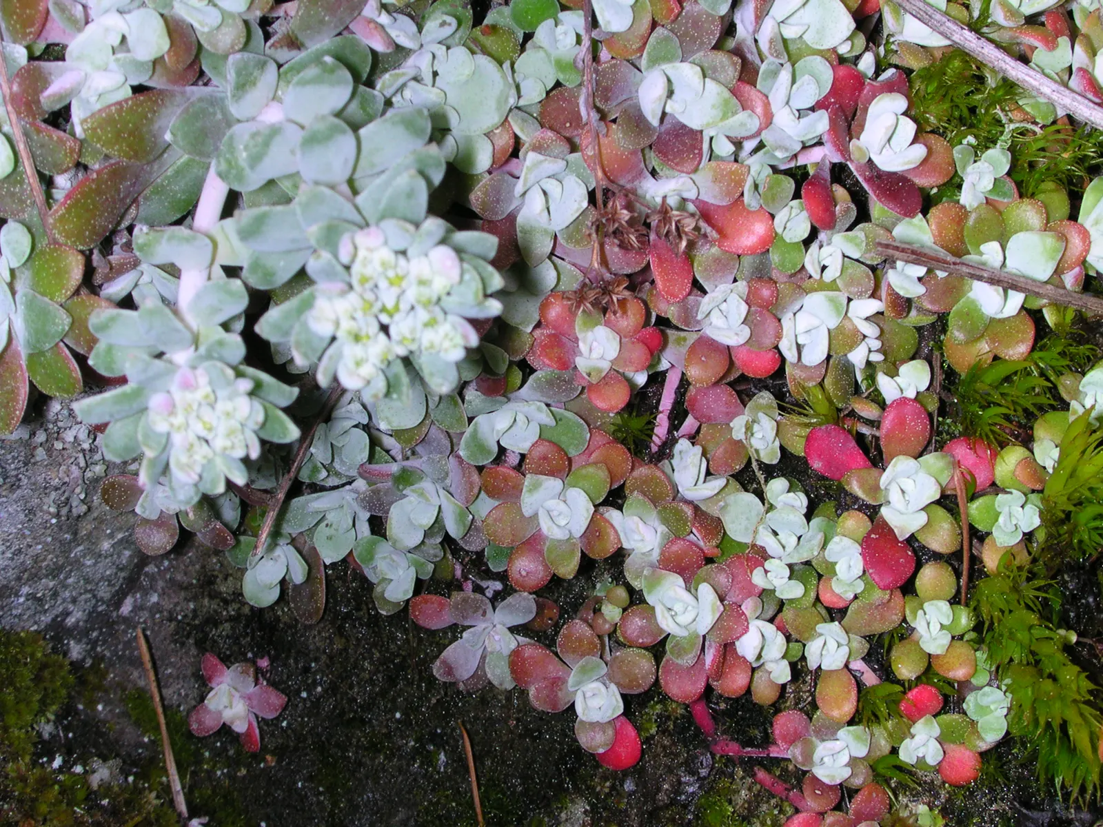 Spathe Leaved Sedum (Sedum Spathulifolium) — making Spathe Leaved Sedum an excellent choice for rock gardens