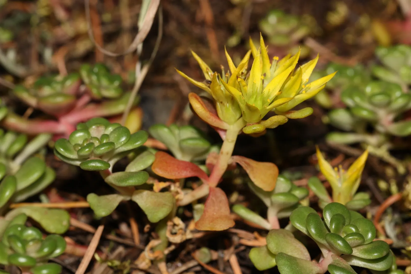 Spathe Leaved Sedum (Sedum Spathulifolium) — commonly called Spathe Leaved Sedum