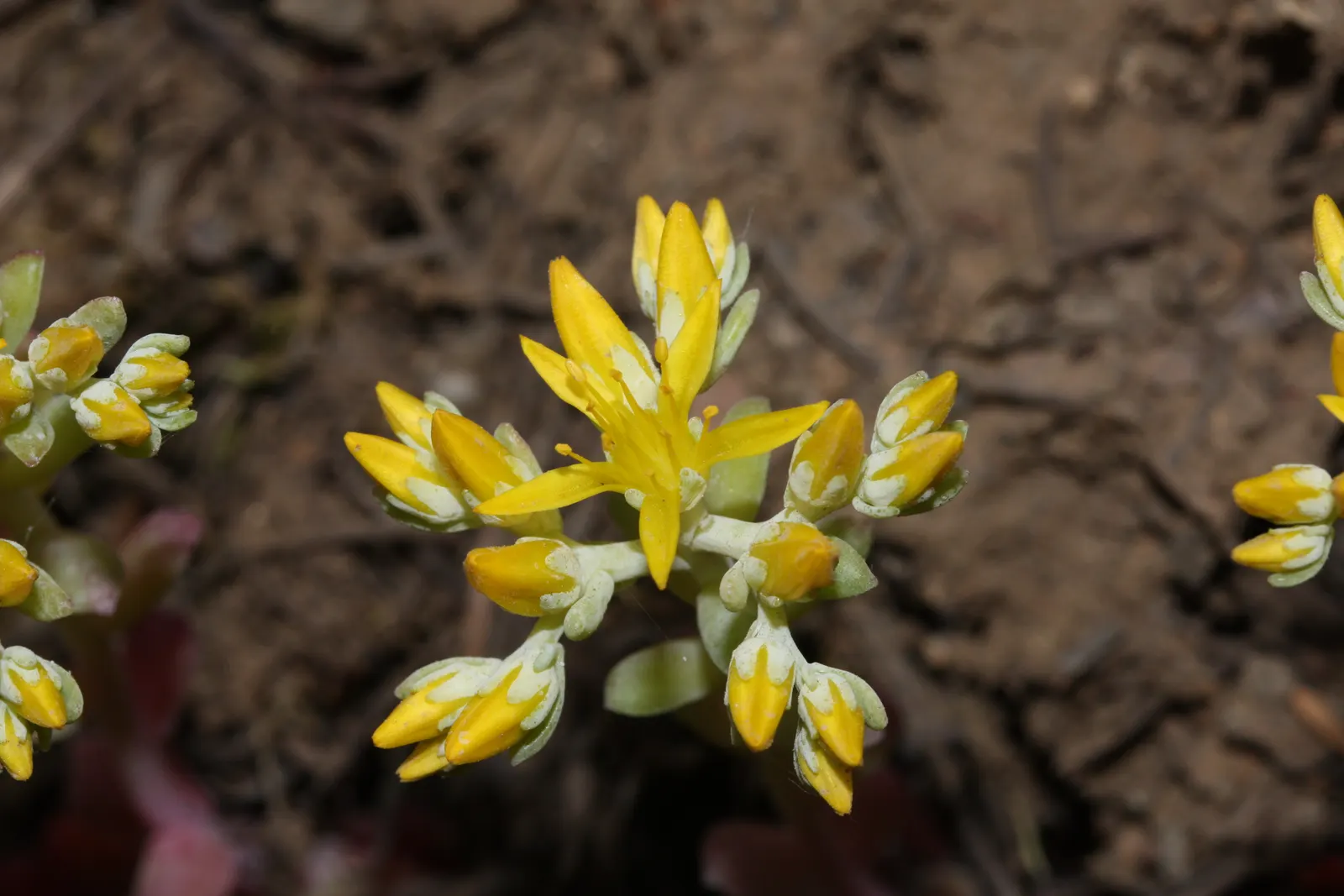 Spathe Leaved Sedum (Sedum Spathulifolium) — Preferring well-drained soil, it thrives in USDA zones 5-10, in rock gardens or along borders