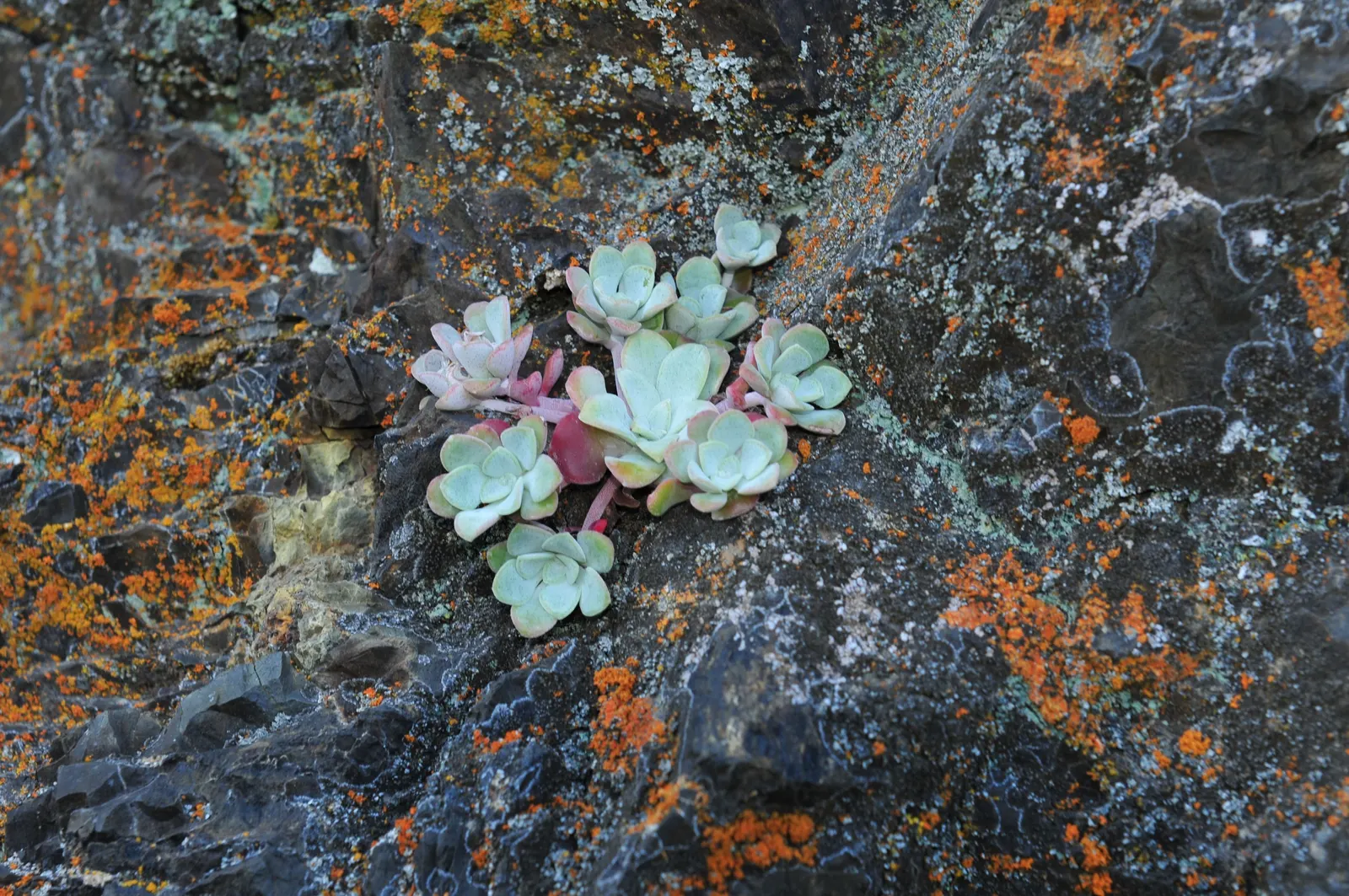 Spathe Leaved Sedum (Sedum Spathulifolium) — and ability to bring vibrant life to the garden with minimal effort