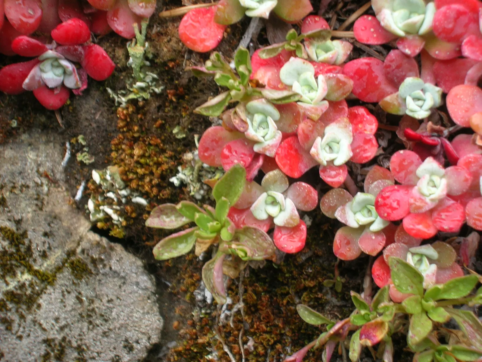 Spathe Leaved Sedum (Sedum Spathulifolium) — is a robust evergreen groundcover with spoon-shaped leaves; <br><br>The plant features rosettes of spoon-shaped