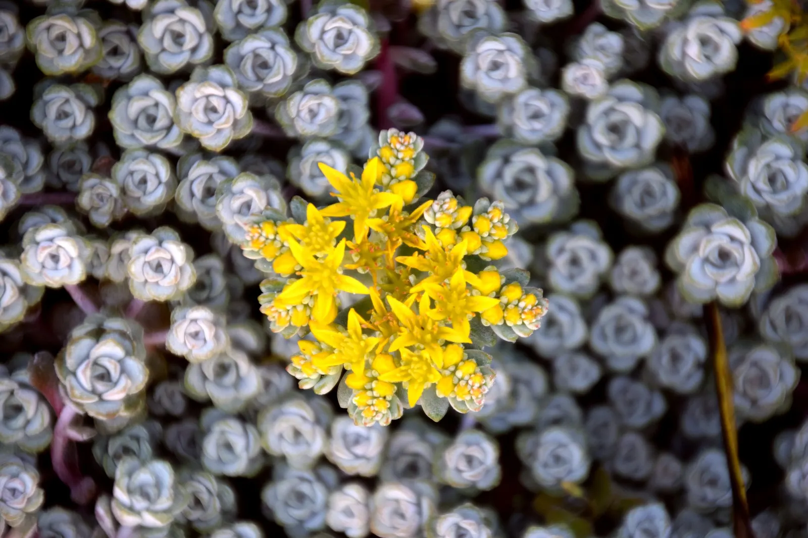 Spathe Leaved Sedum (Sedum Spathulifolium) — Drought tolerant once established, it requires minimal maintenance, perfect for low-water landscapes; <br><br>The