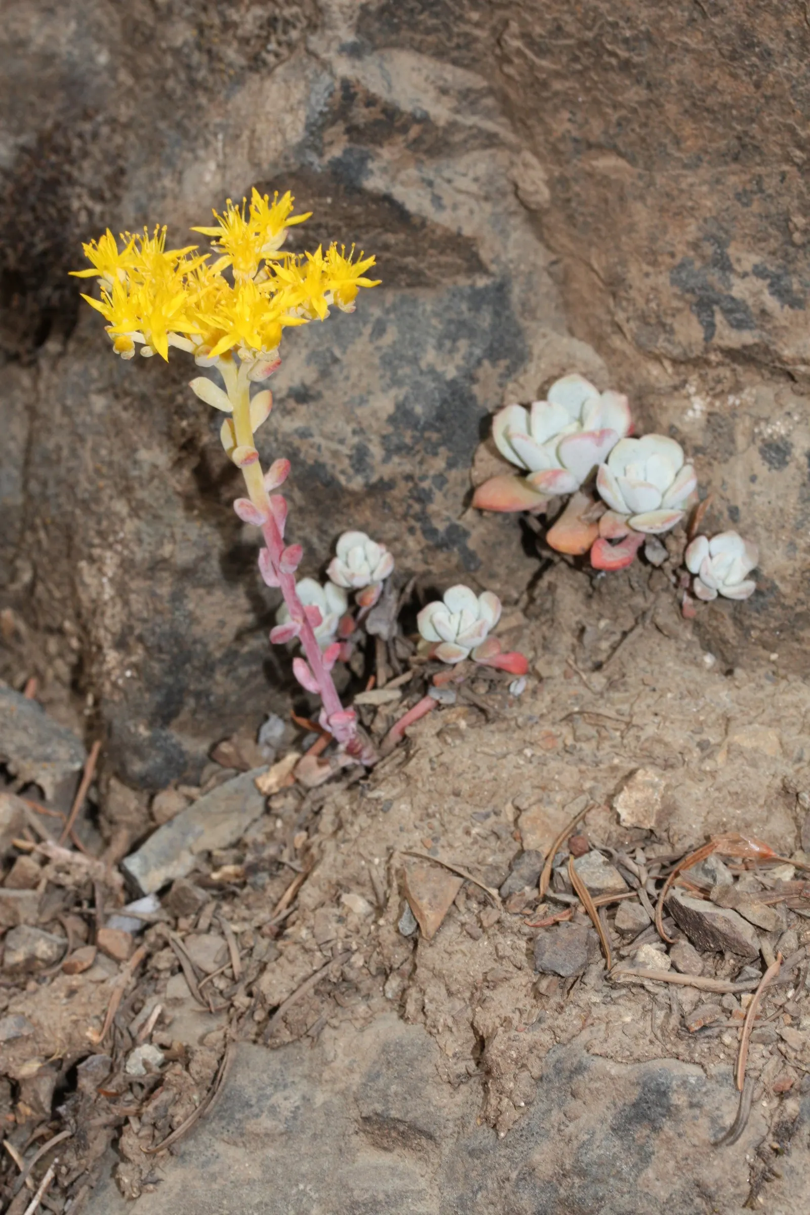 Spathe Leaved Sedum (Sedum Spathulifolium) — This North American native is remarkably versatile