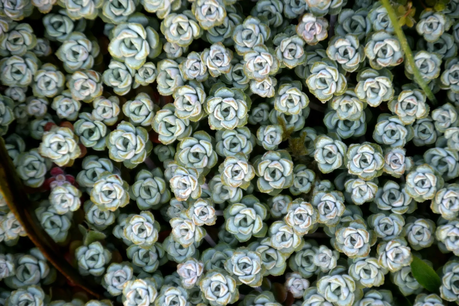 Spathe Leaved Sedum (Sedum Spathulifolium) — It boasts starry yellow blooms in early summer; and ability to bring vibrant life to the garden with minimal effort