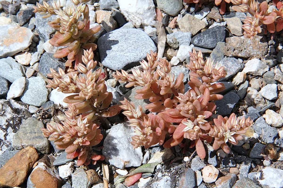 Spathe Leaved Sedum (Sedum Spathulifolium) — one might emphasize its striking foliage