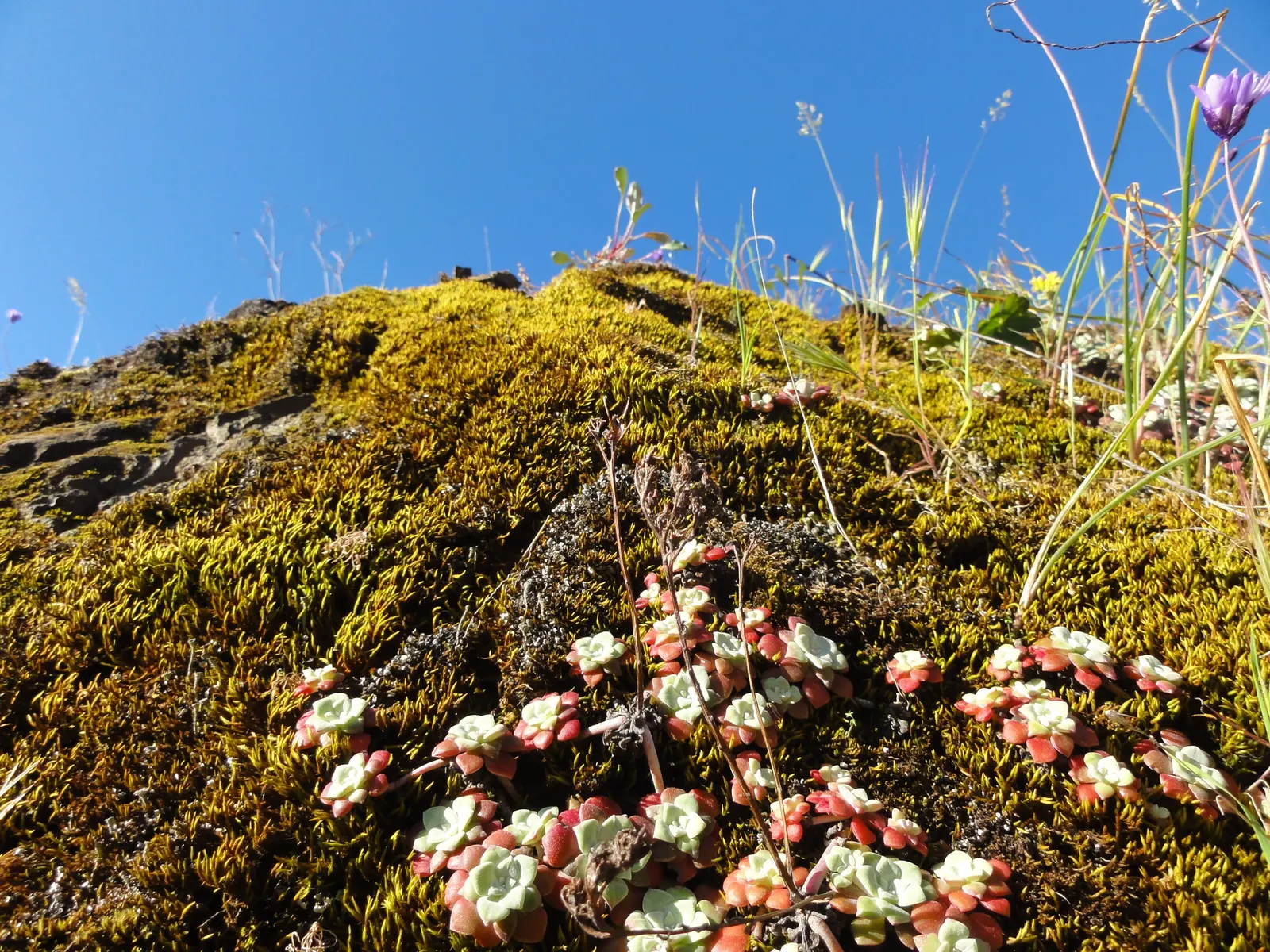 Spathe Leaved Sedum (Sedum Spathulifolium) — commonly referred to as the Spathe Leaved Sedum or Broadleaf Stonecrop; sedum spathulifolium produces clusters of