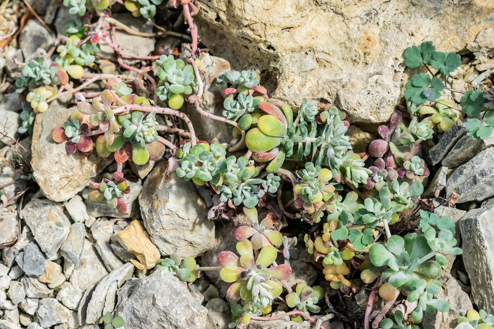 Spathe Leaved Sedum (Sedum Spathulifolium) — yellow flowers in the garden