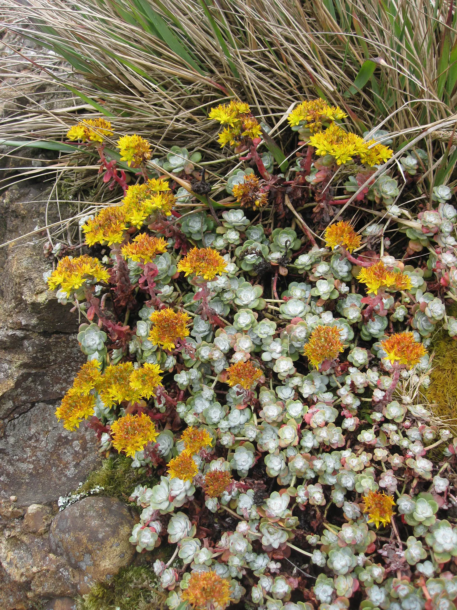 Spathe Leaved Sedum (Sedum Spathulifolium) — ground cover / succulent for full or half