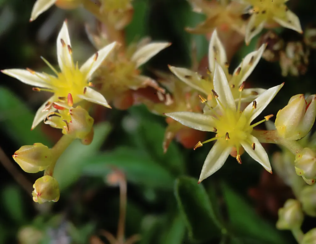Spathe Leaved Sedum (Sedum Spathulifolium) — <br><br>The plant features rosettes of spoon-shaped leaves