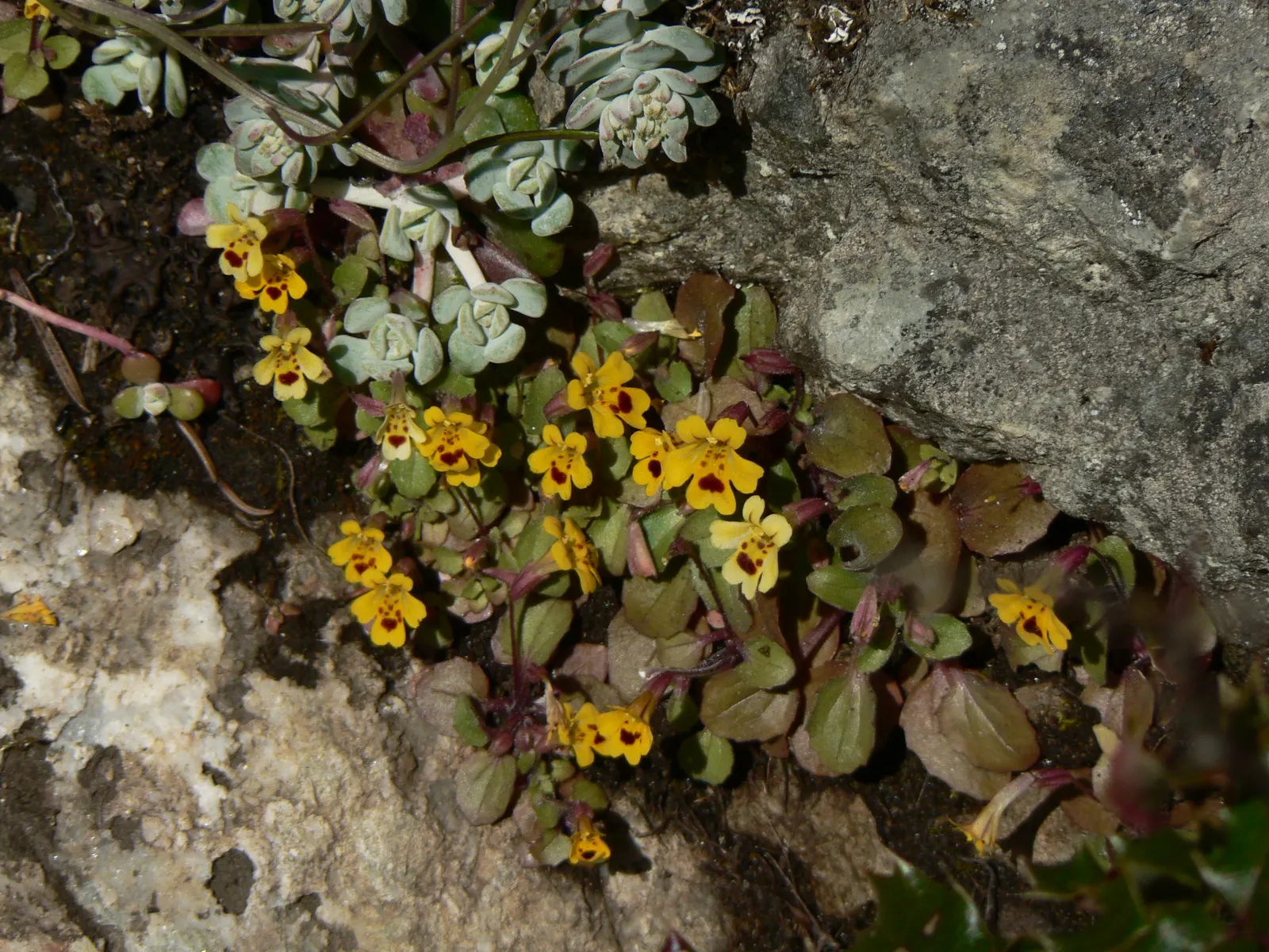 Spathe Leaved Sedum (Sedum Spathulifolium) — <br><br>The plant features rosettes of spoon-shaped leaves; sedum spathulifolium produces clusters of star-shaped