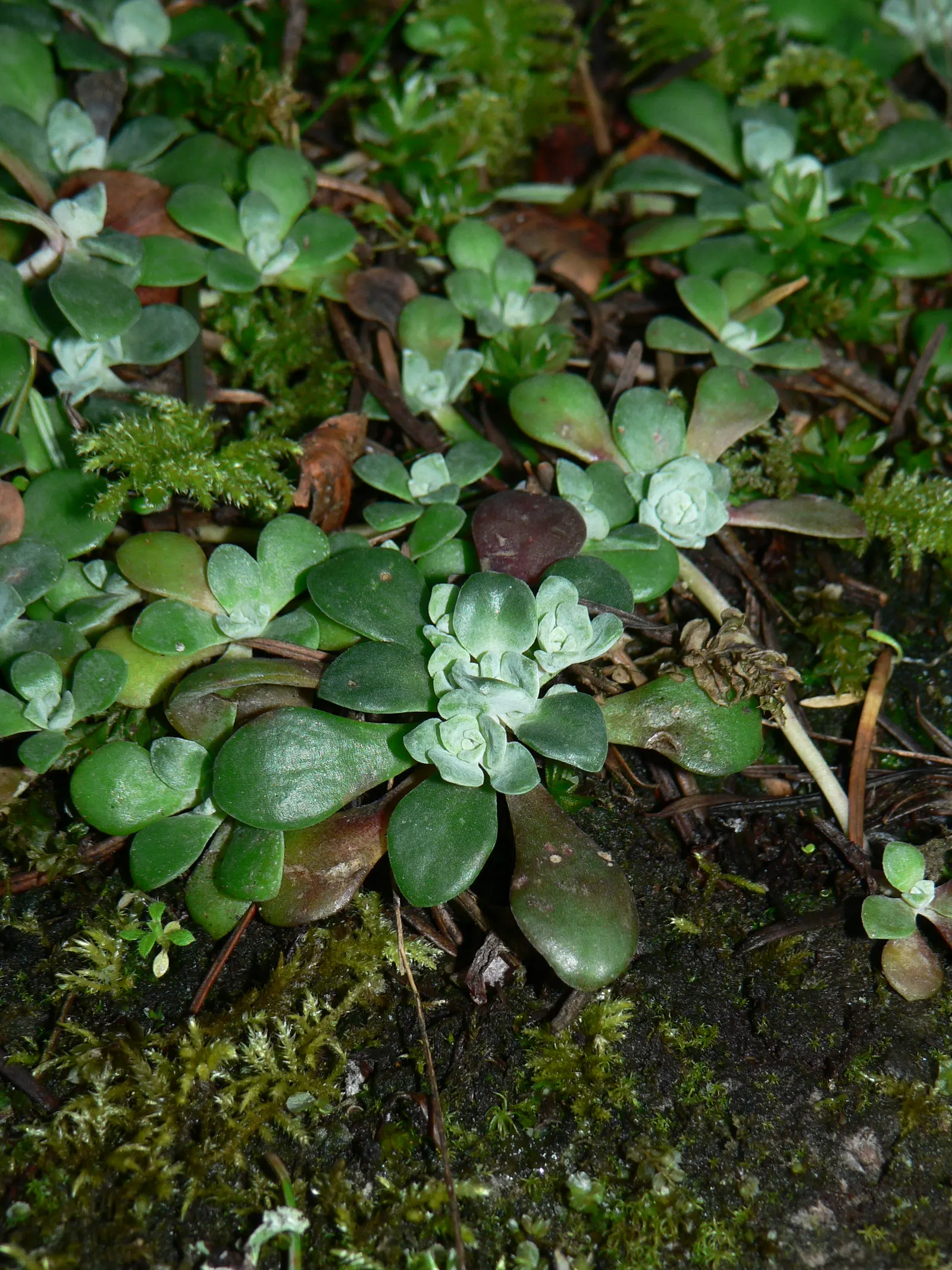 Spathe Leaved Sedum (Sedum Spathulifolium) — The rosettes are a striking silvery-gray, growing to 1 inch tall with a 1-foot spread; sedum spathulifolium