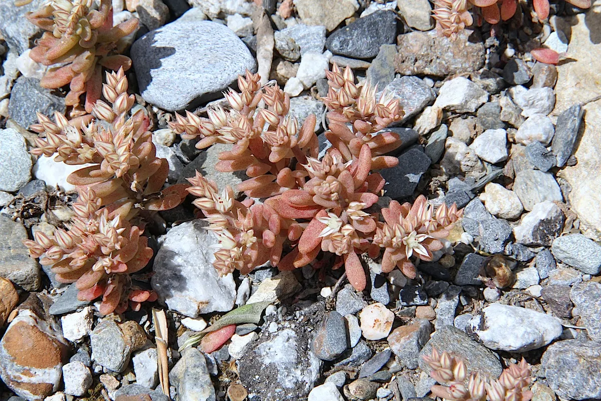 Spathe Leaved Sedum (Sedum Spathulifolium) — The rosettes are a striking silvery-gray, growing to 1 inch tall with a 1-foot spread