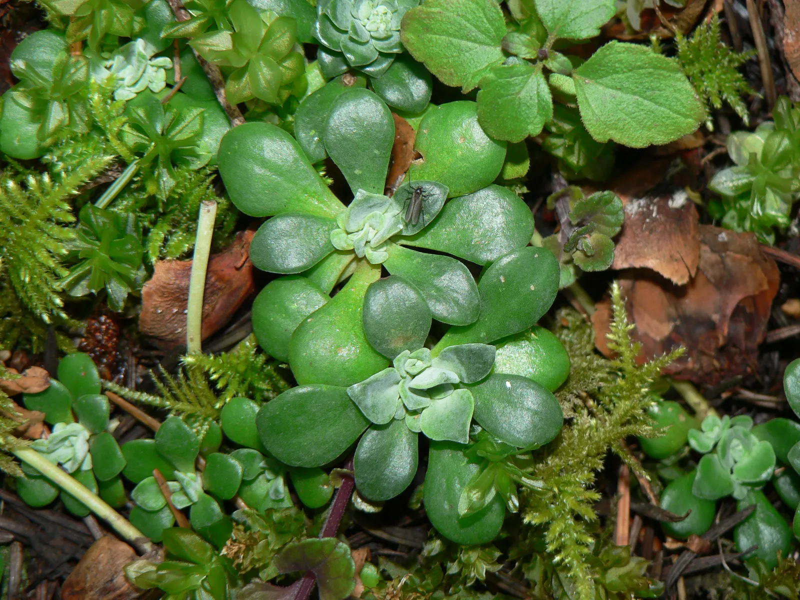 Spathe Leaved Sedum (Sedum Spathulifolium) — Preferring well-drained soil, it thrives in USDA zones 5-10, in rock gardens or along borders; it boasts starry