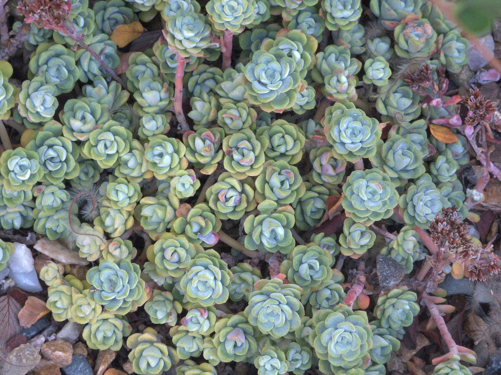 Spathe Leaved Sedum (Sedum Spathulifolium) — thriving in USDA hardiness zones 5 through 9 and favoring full sun to partial shade exposure; <br><br>The plant