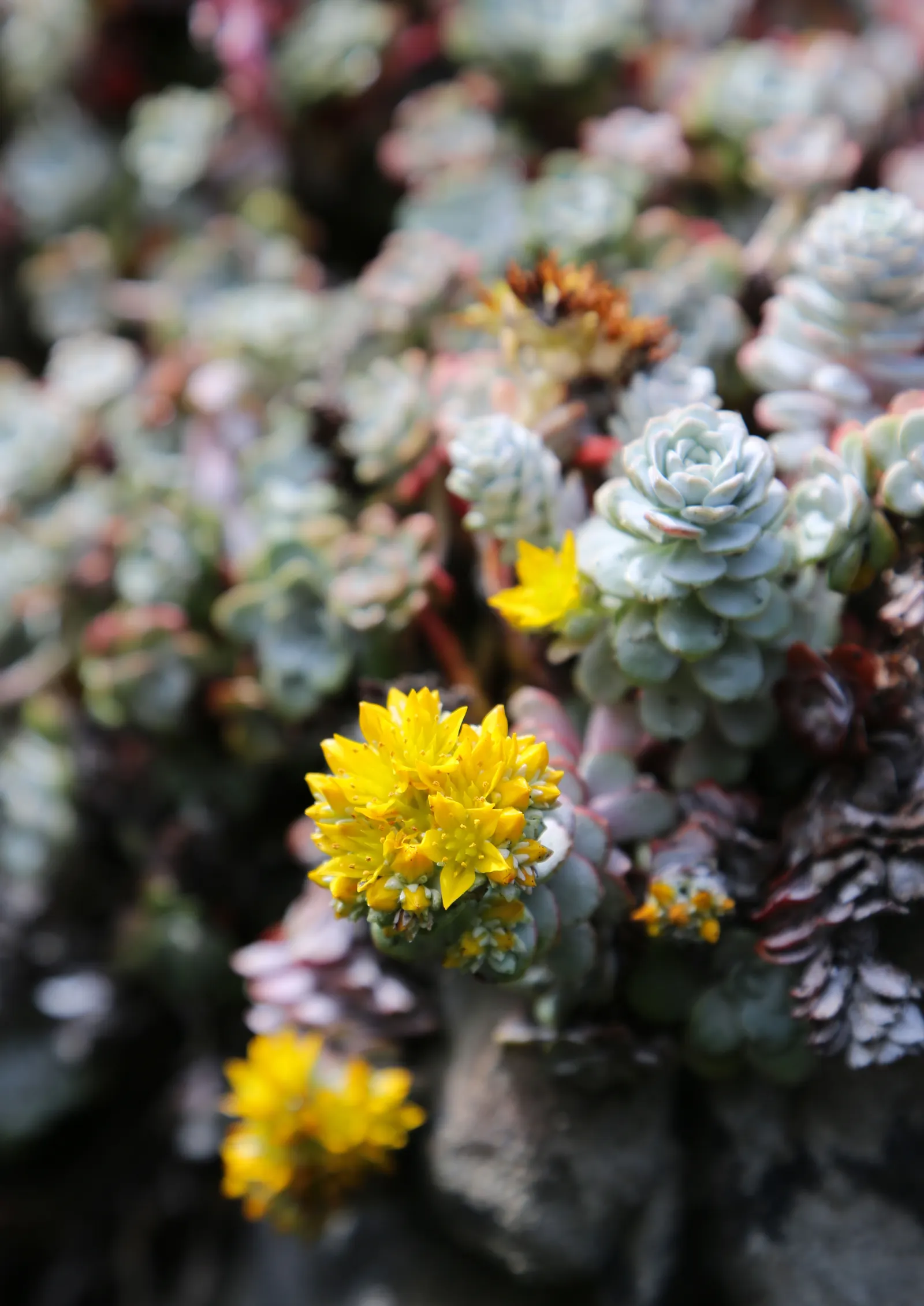 Spathe Leaved Sedum (Sedum Spathulifolium) — is a captivating succulent that brings both texture and low-water elegance to a garden landscape