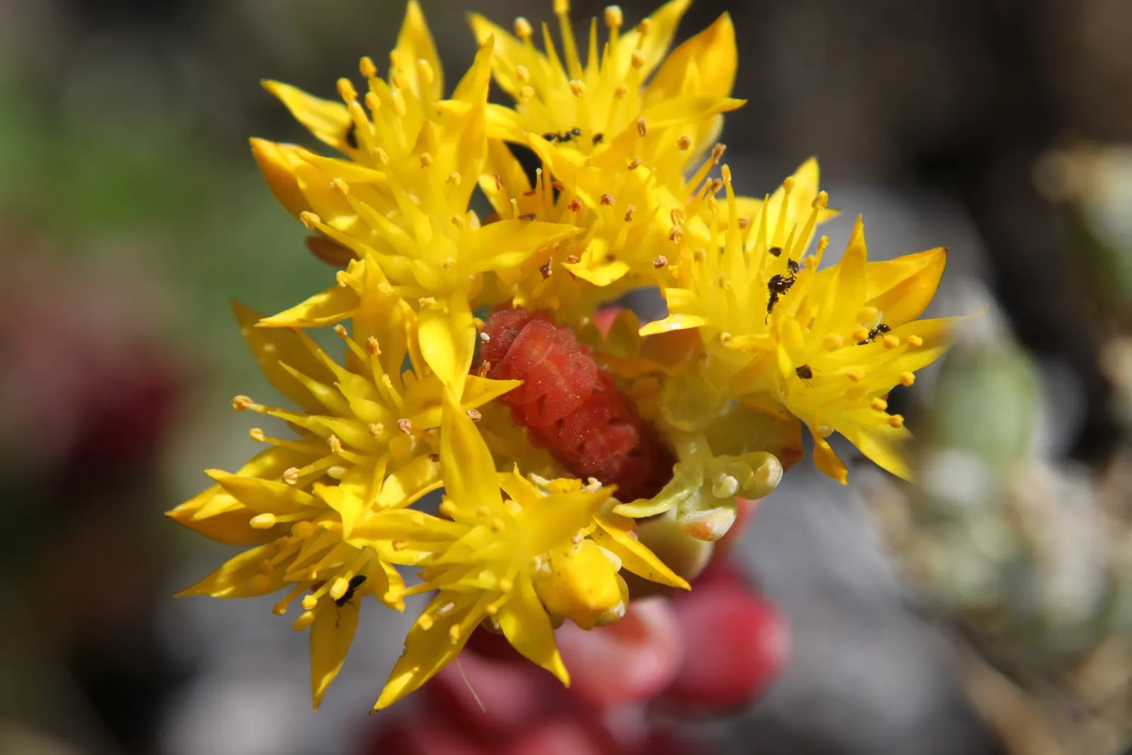 Spathe Leaved Sedum (Sedum Spathulifolium) — Sedum spathulifolium produces clusters of star-shaped